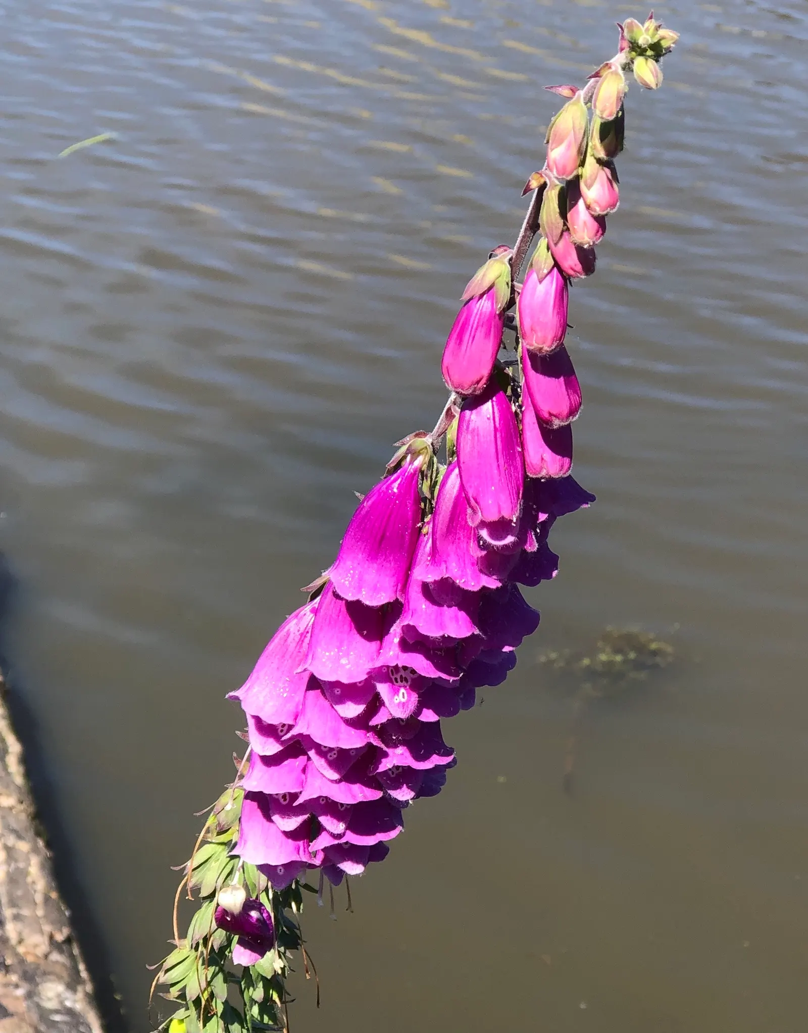 Common Foxglove (Digitalis Purpurea) — While moderately drought-resistant once established