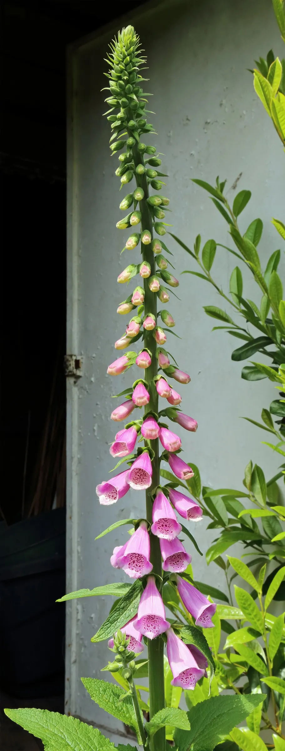 Common Foxglove (Digitalis Purpurea) — multi-colored and pink and purple flowers in the garden; this European native boasts tall