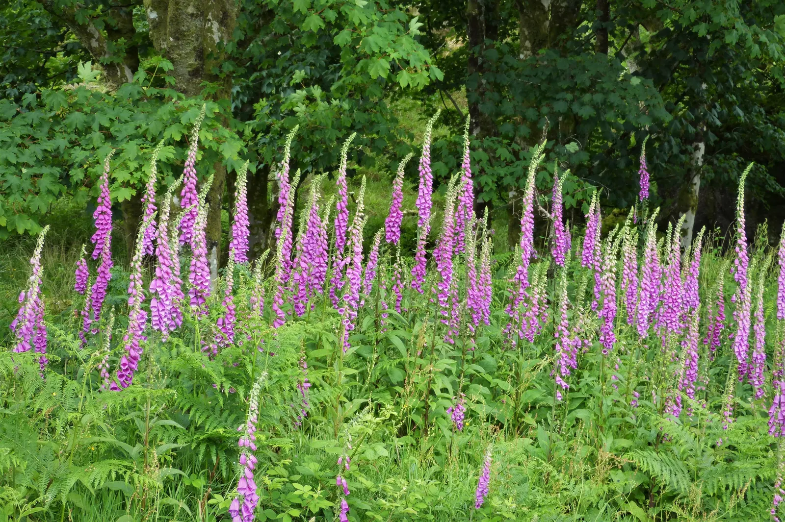 Common Foxglove (Digitalis Purpurea) — and spreading approximately 10 to 18 inches; utilize as a background plant in borders for vertical accent, image 144
