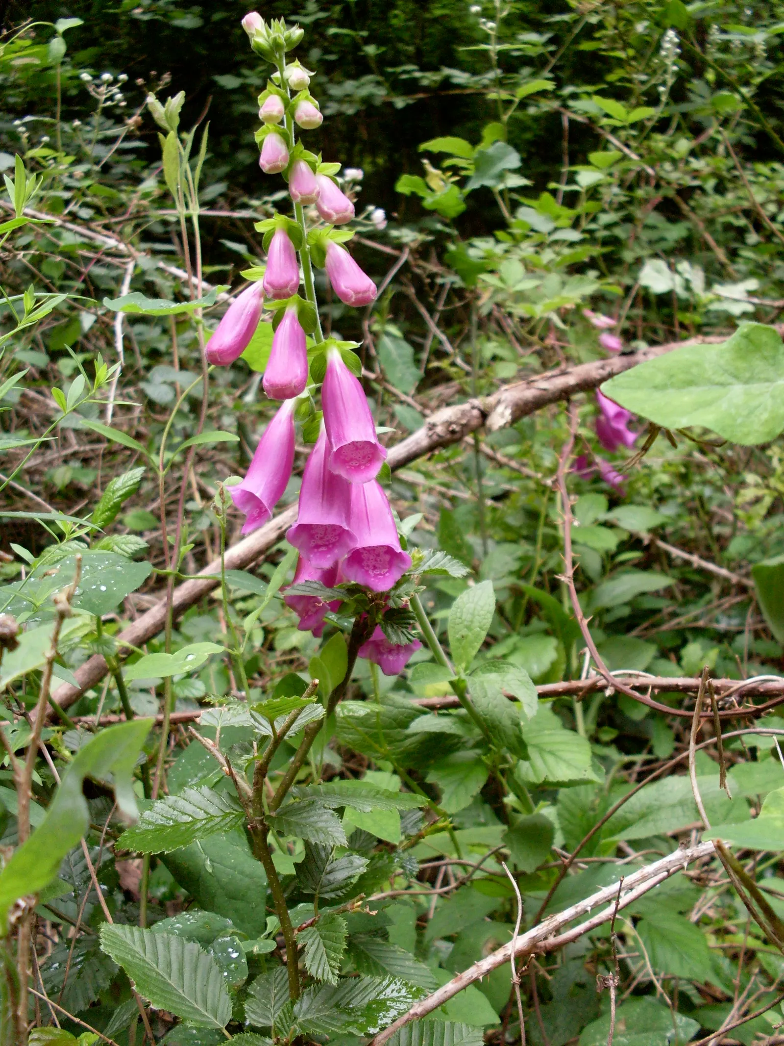 Common Foxglove (Digitalis Purpurea) — The flowers are typically a striking purple-pink with spotted throats; perennial for half, image 147