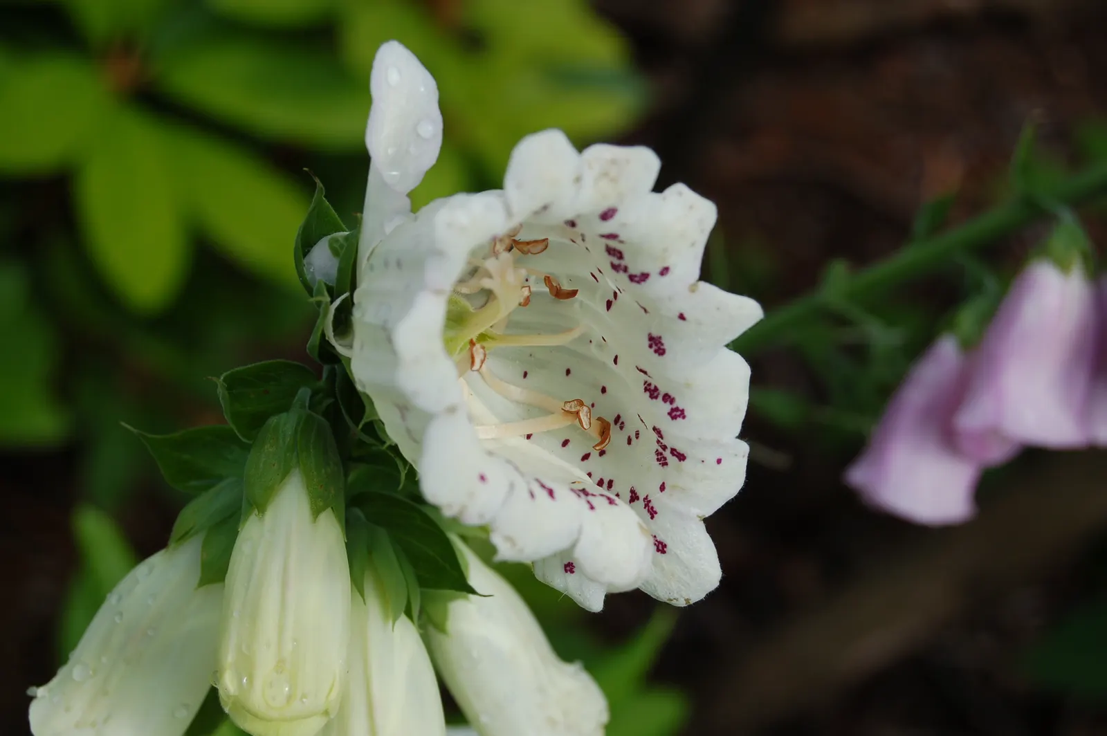 Common Foxglove (Digitalis Purpurea) — With its stately presence and rustic charm; flowers appear in late spring to early summer, attracting bees, image 132