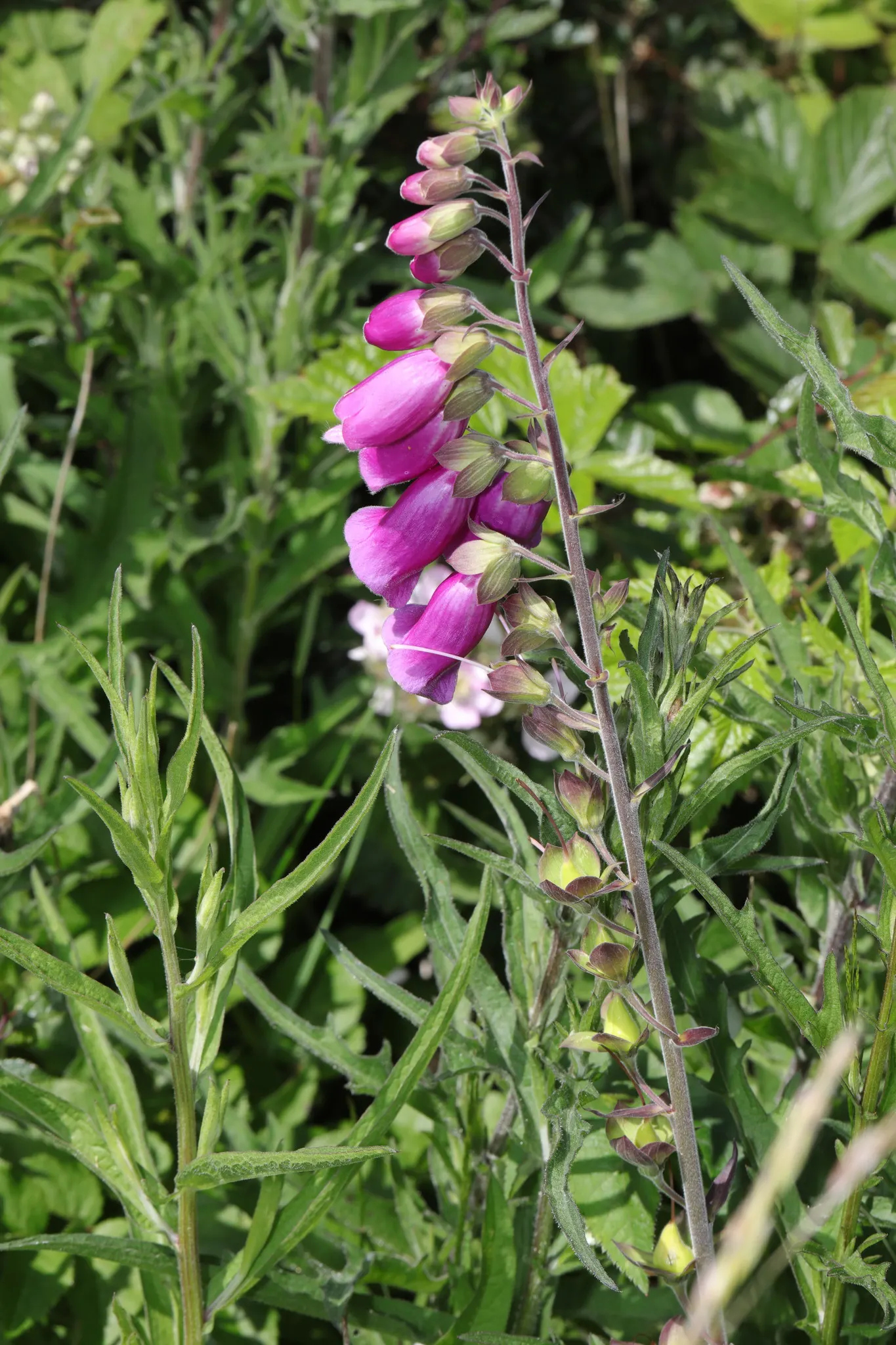 Common Foxglove (Digitalis Purpurea) — and spreading approximately 10 to 18 inches; utilize as a background plant in borders for vertical accent