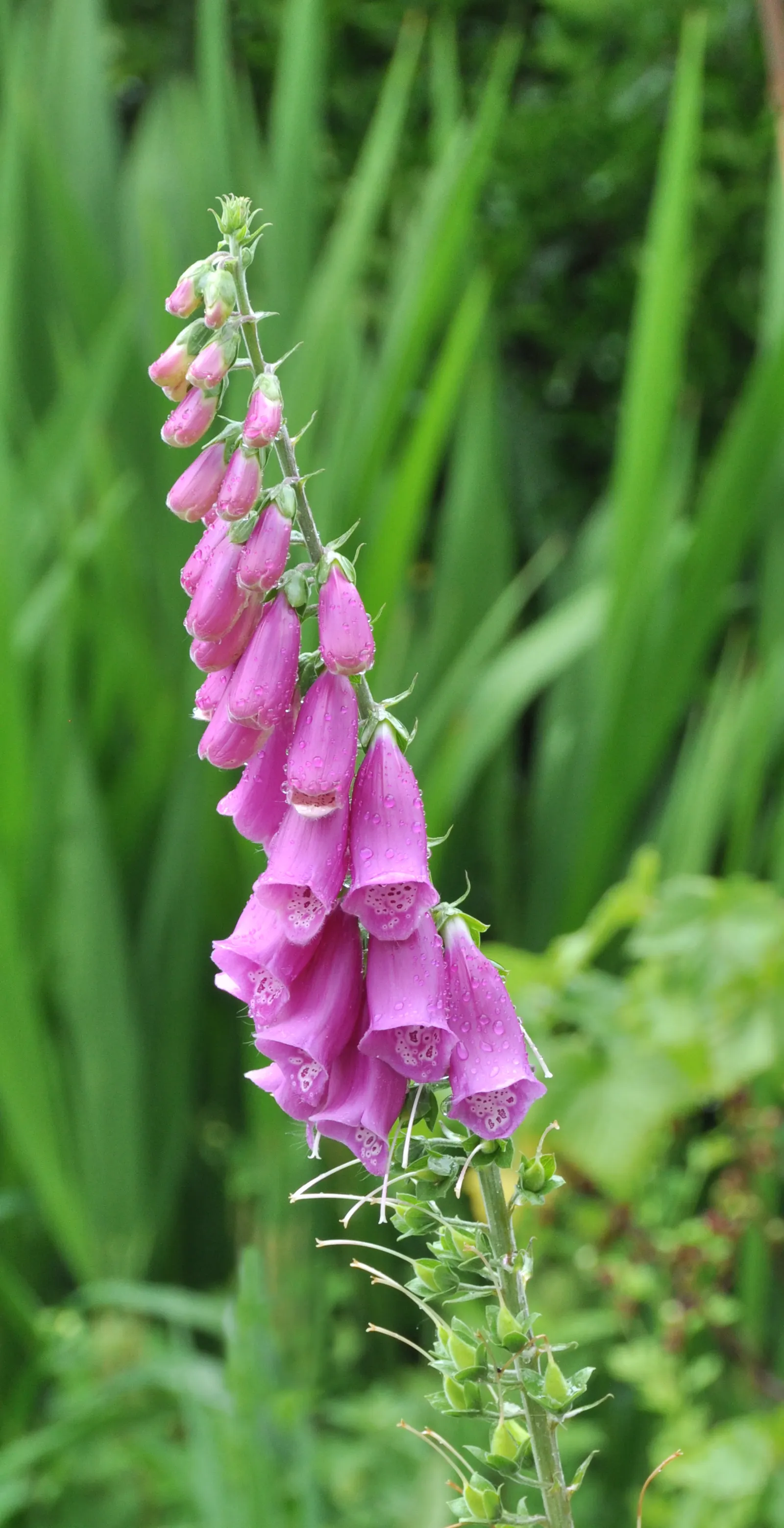 Common Foxglove (Digitalis Purpurea) — their towering flower spikes provide excellent vertical structure and are a magnet for pollinators; place, image 100