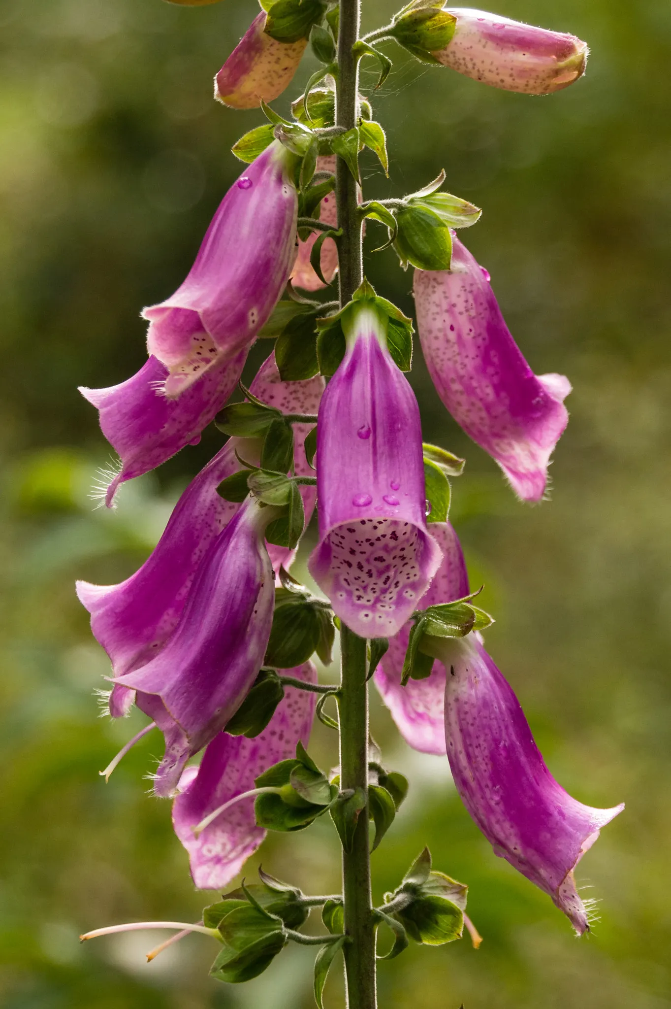 Common Foxglove (Digitalis Purpurea) — Deadheading will encourage a second bloom and prevent self-seeding; growing to heights ranging from 3 to 5 feet