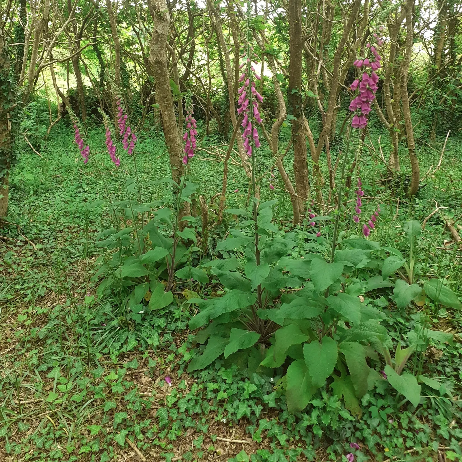 Common Foxglove (Digitalis Purpurea) — Toxic if ingested‚Äîan important consideration for pet-friendly gardens