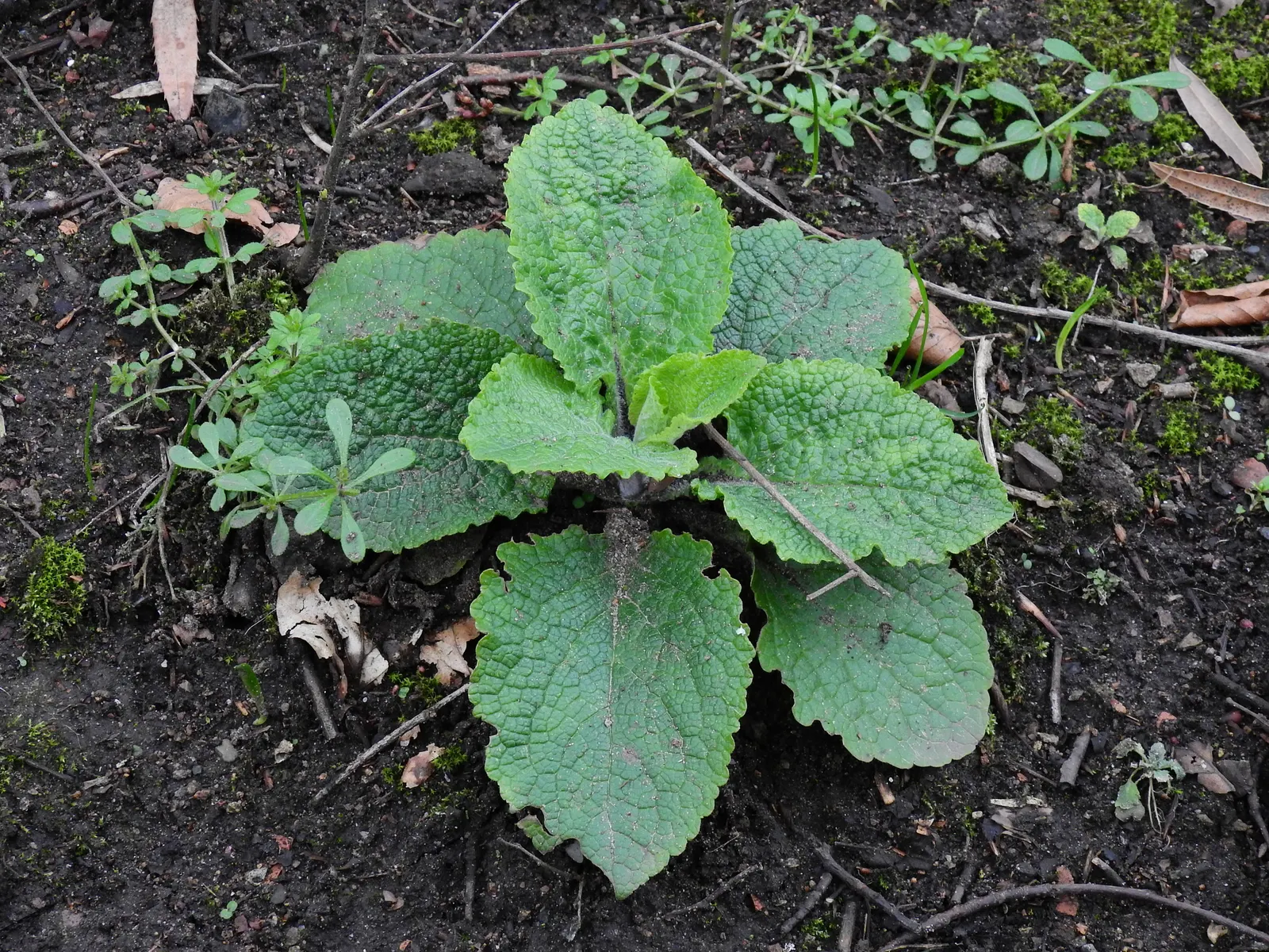 Common Foxglove (Digitalis Purpurea) — and spreading approximately 10 to 18 inches; utilize as a background plant in borders for vertical accent, image 63