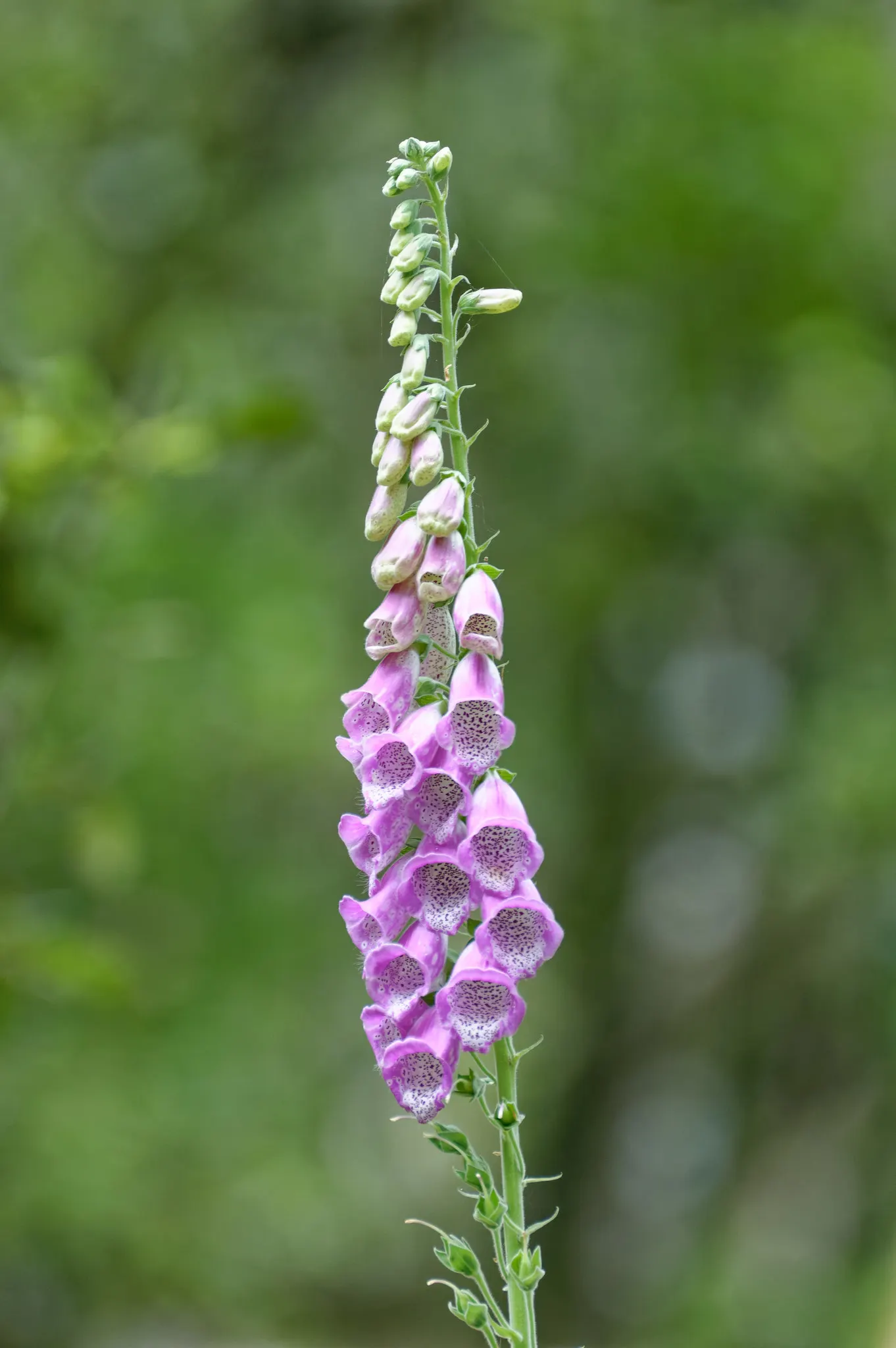 Common Foxglove (Digitalis Purpurea) — Prefers partial shade and well-drained soil