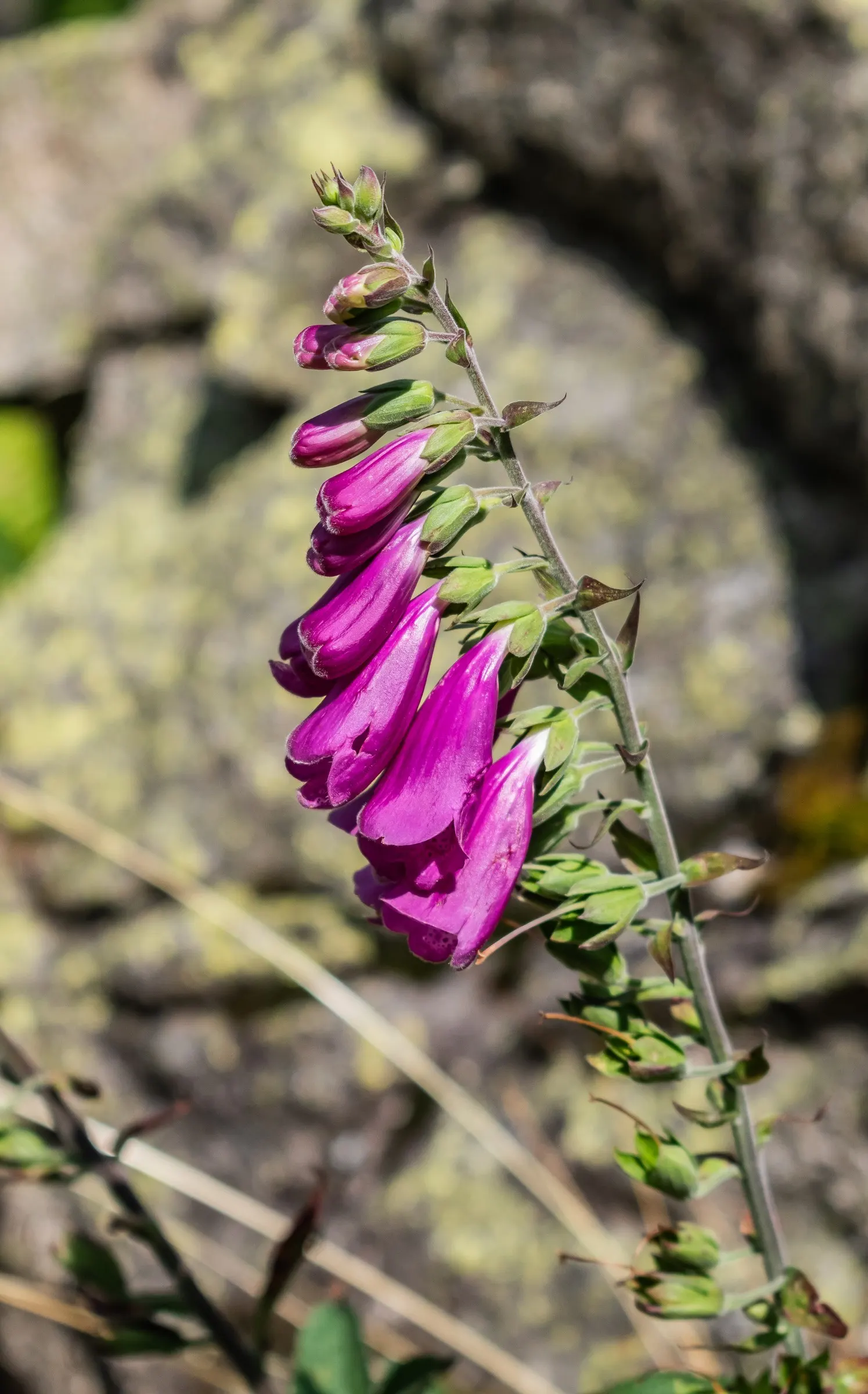 Common Foxglove (Digitalis Purpurea) — Growing to heights ranging from 3 to 5 feet