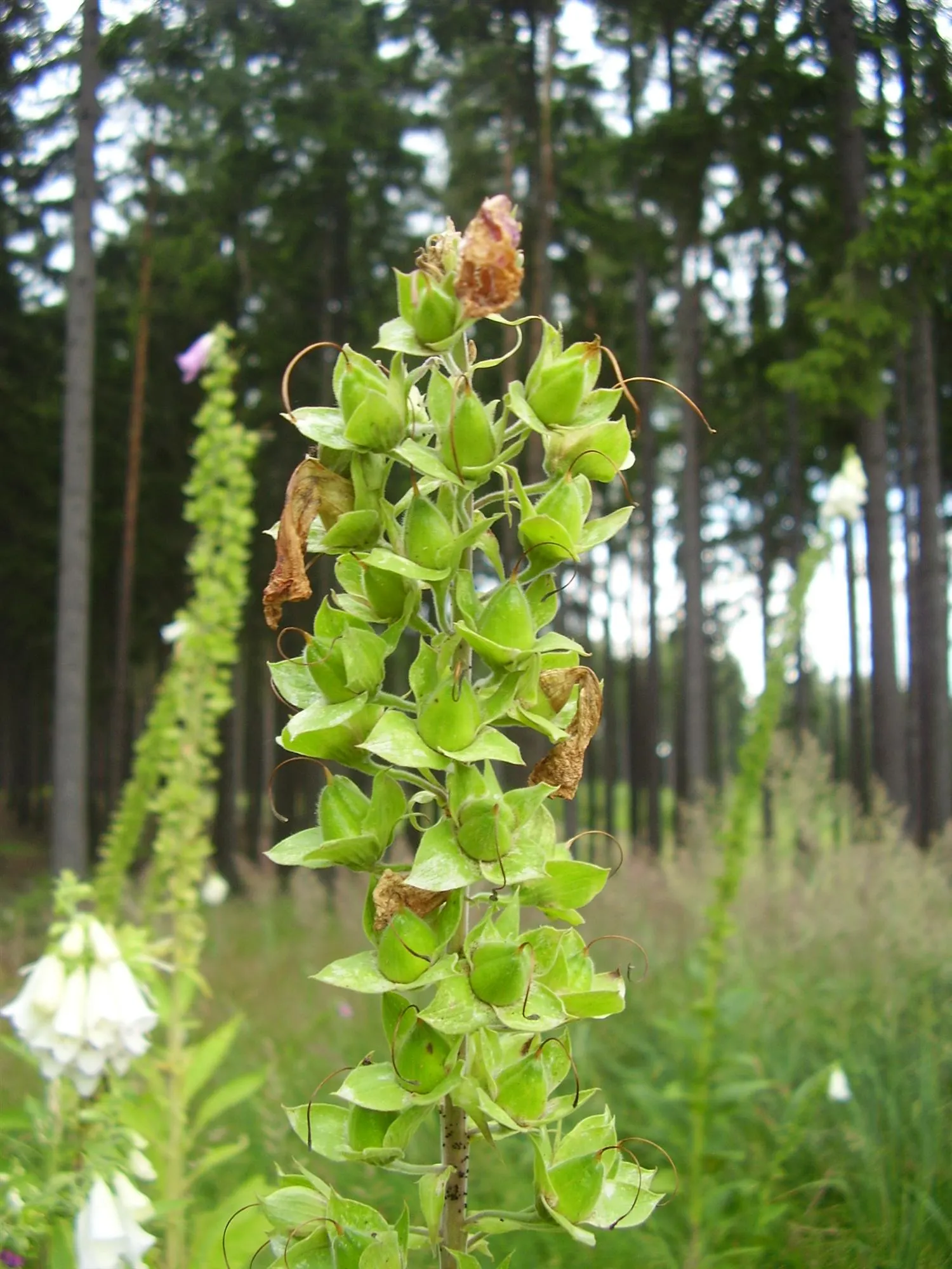 Common Foxglove (Digitalis Purpurea) — Deadheading will encourage a second bloom and prevent self-seeding; growing to heights ranging from 3 to 5, image 125