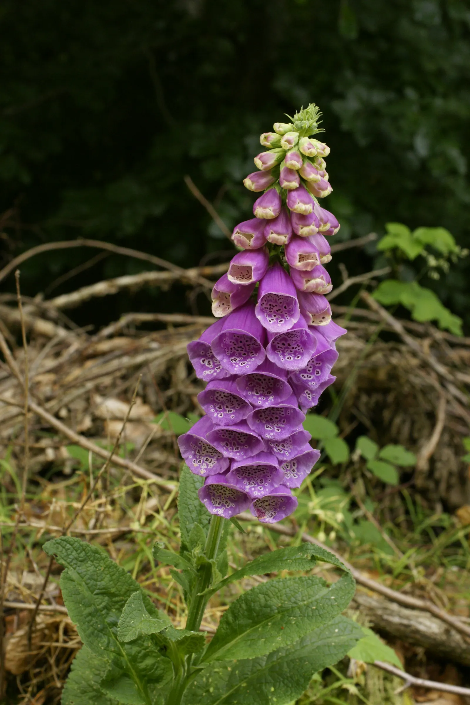 Common Foxglove (Digitalis Purpurea) — enhancing biodiversity within the garden ecosystem.<br><br>When planning a landscape; and spreading, image 75