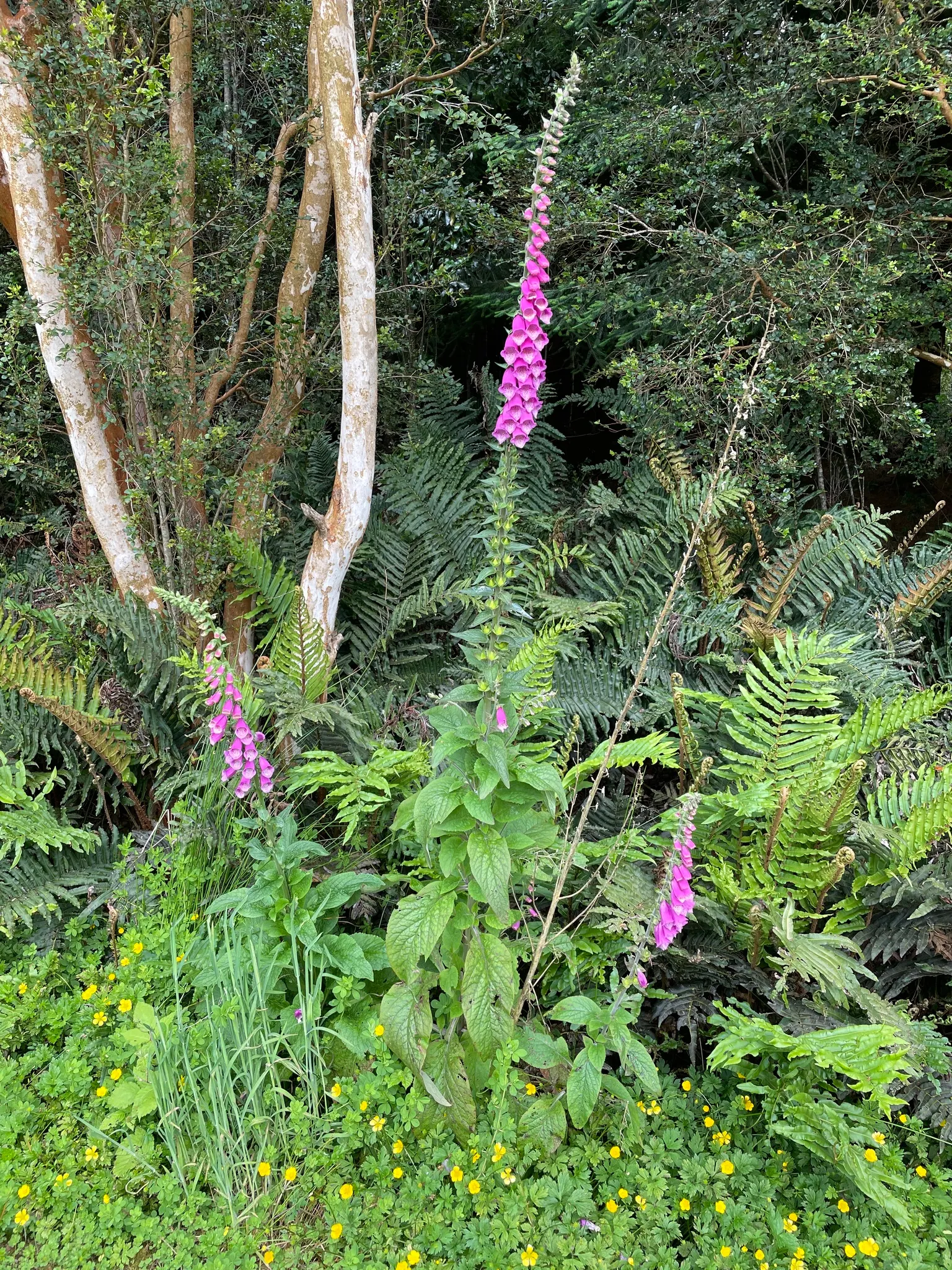 Common Foxglove (Digitalis Purpurea) — perennial with multi-colored and pink and purple blooms; deadheading will encourage a second bloom and, image 134