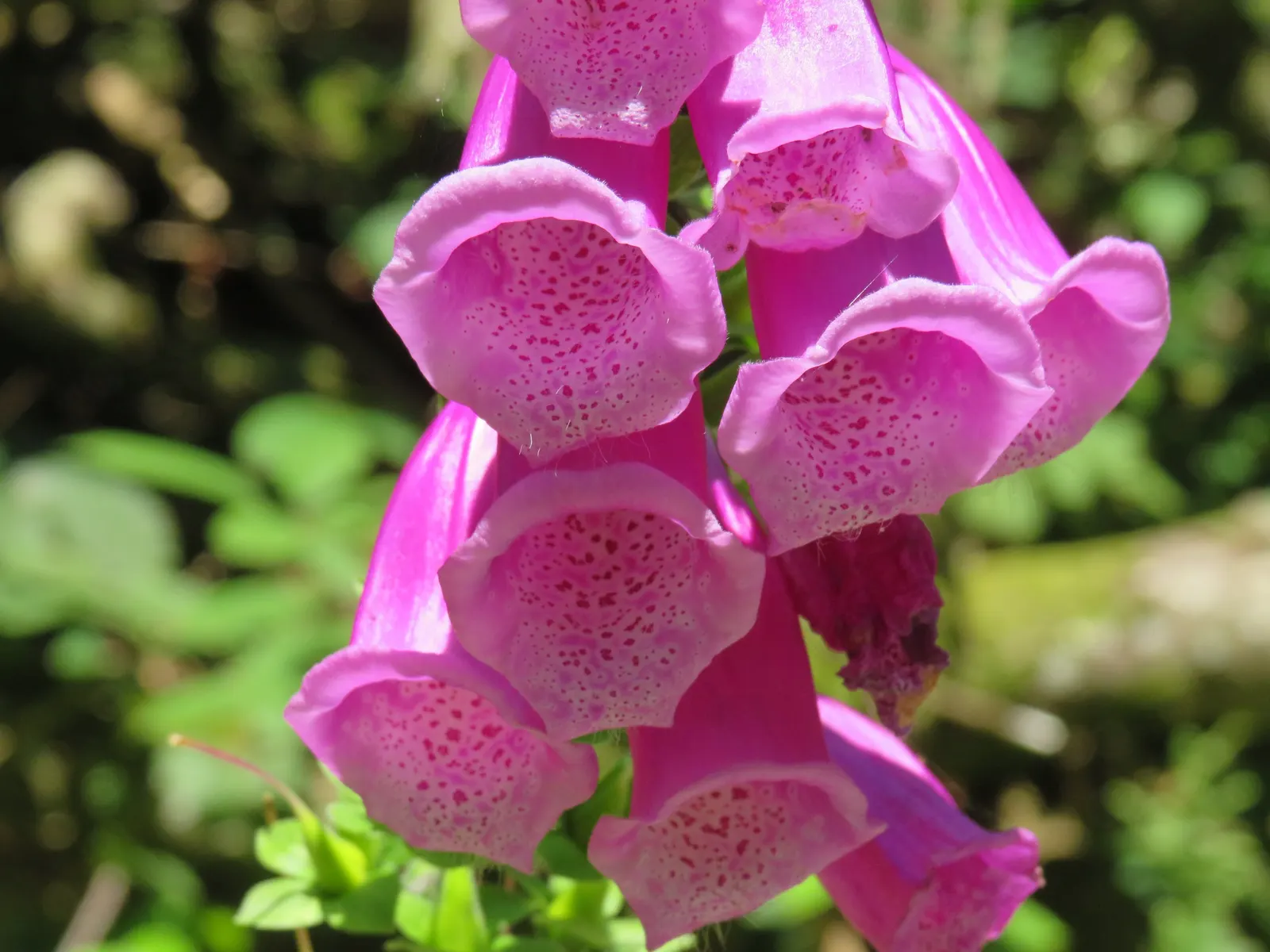 Common Foxglove (Digitalis Purpurea) — The flowers are typically a striking purple-pink with spotted throats