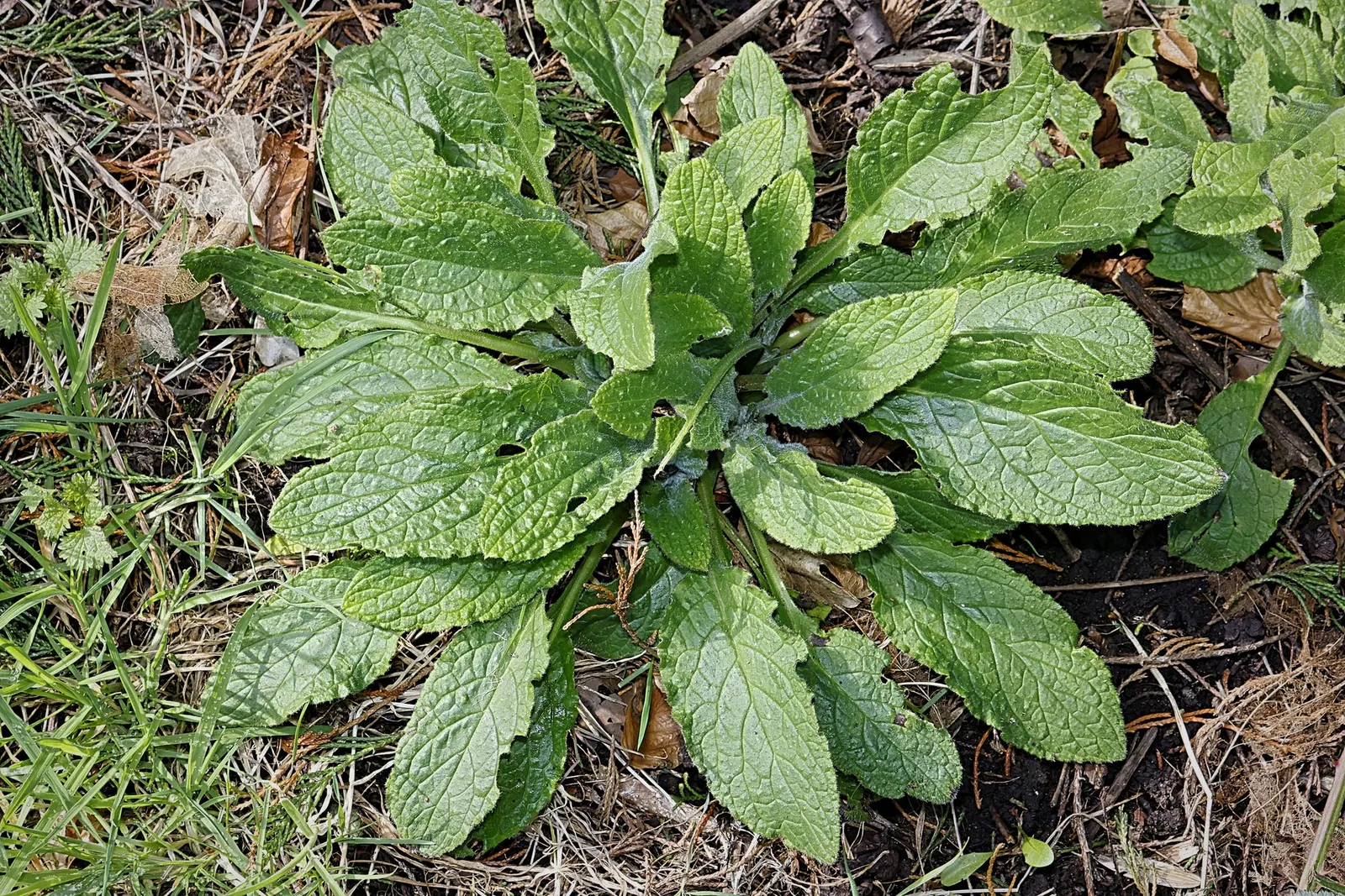 Common Foxglove (Digitalis Purpurea) — spiky racemes of tubular flowers which blossom in early to mid-summer; particularly bees and hummingbirds