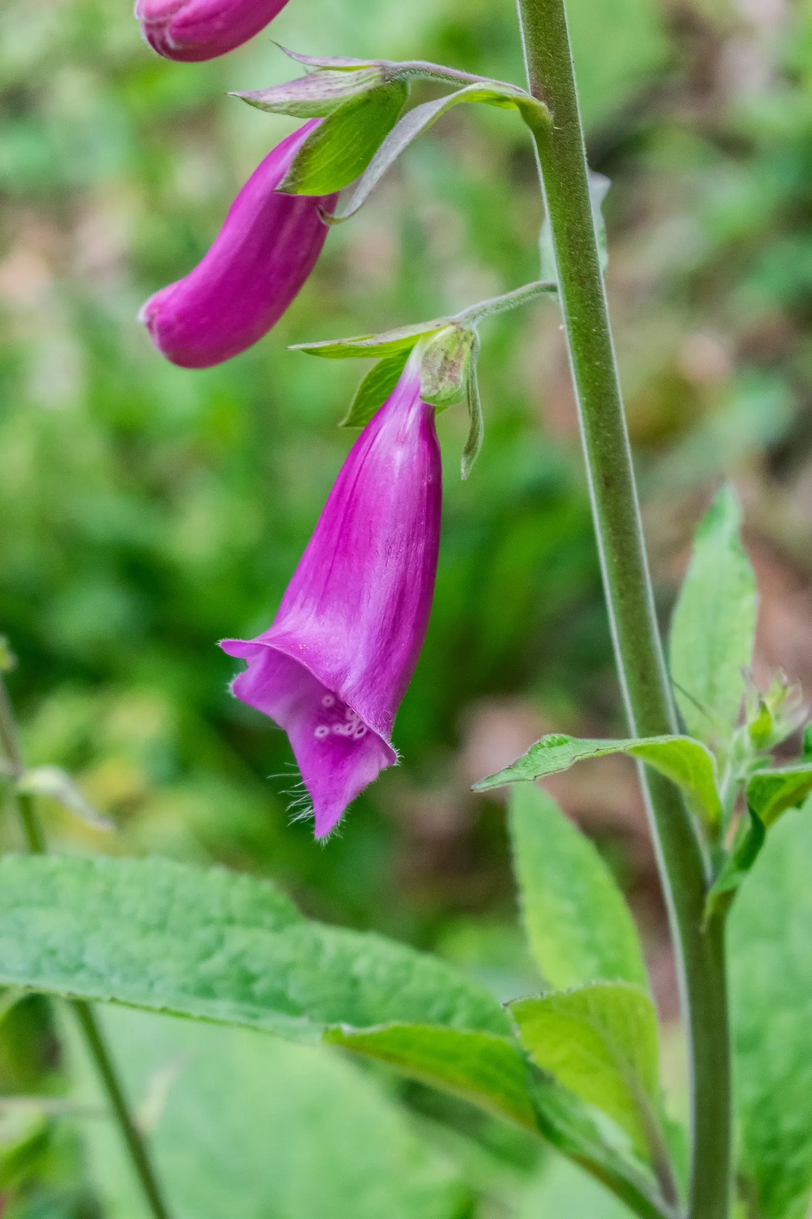 Common Foxglove (Digitalis Purpurea) — they will benefit from regular watering during prolonged dry spells; enhancing biodiversity within the garden, image 123