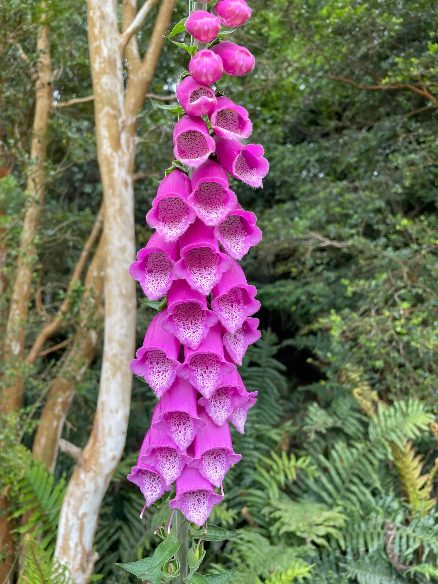 Common Foxglove (Digitalis Purpurea) — It boasts tall spikes adorned with tubular blooms in shades of purple-pink and white, with speckled throats; spiky