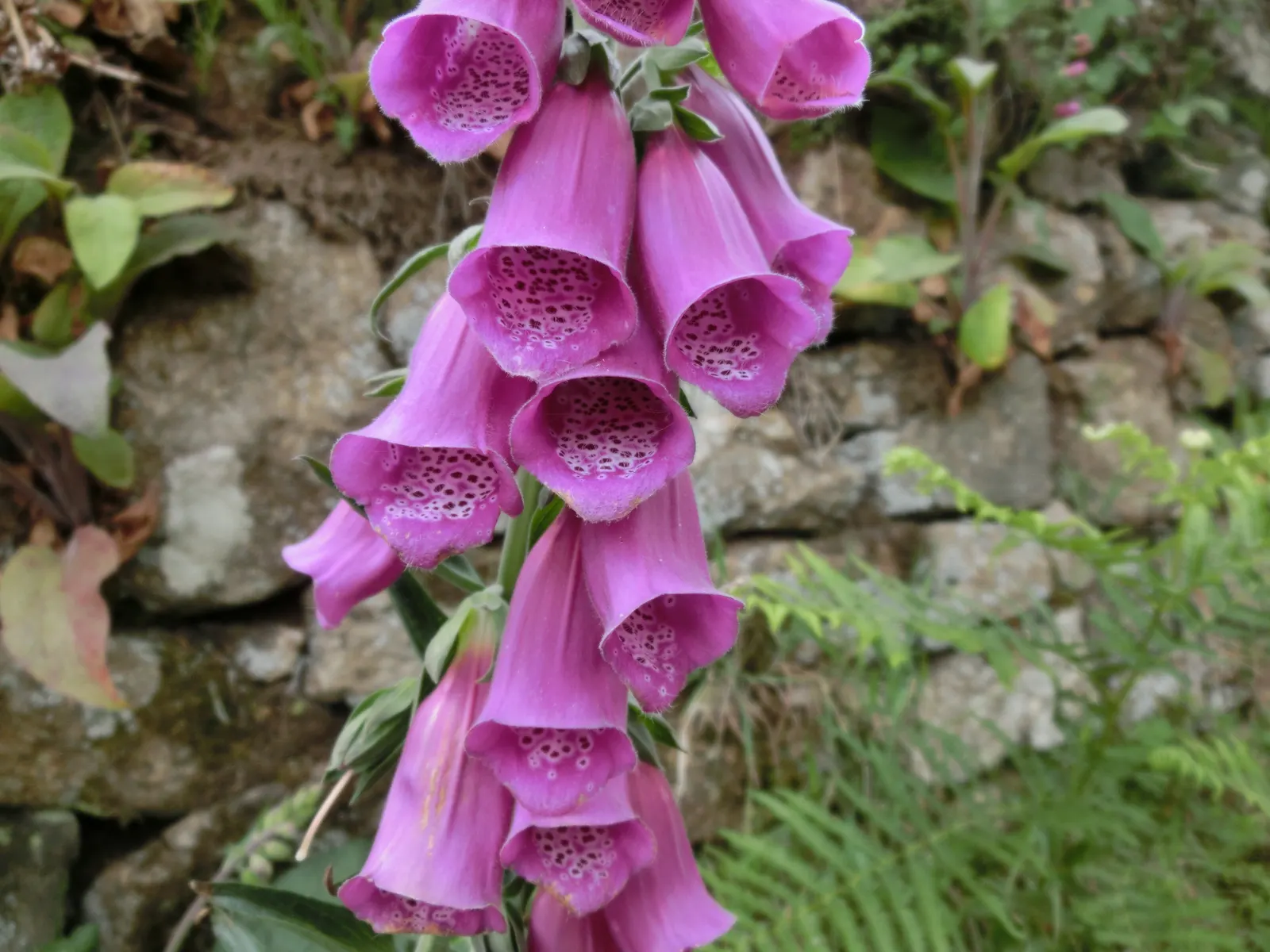 Common Foxglove (Digitalis Purpurea) — so caution should be taken if placed in areas frequented by children or pets; digitalis purpurea, or Common, image 70