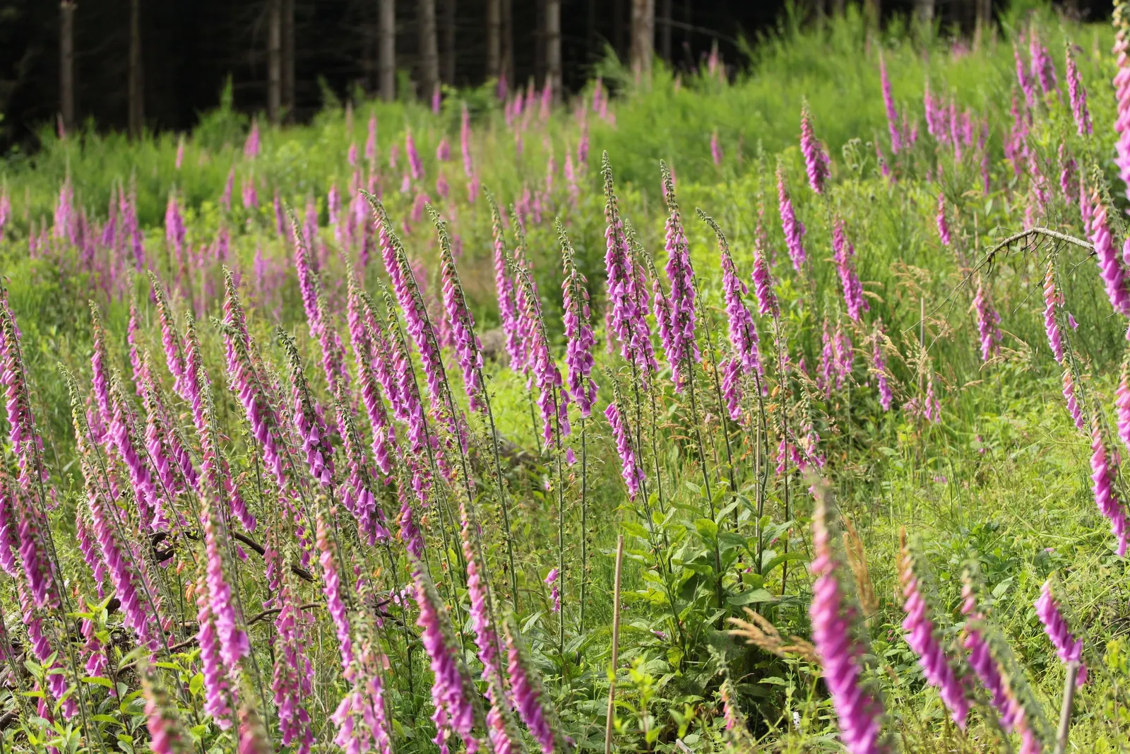 Common Foxglove (Digitalis Purpurea) — Utilize as a background plant in borders for vertical accent; the flowers are typically a striking, image 141