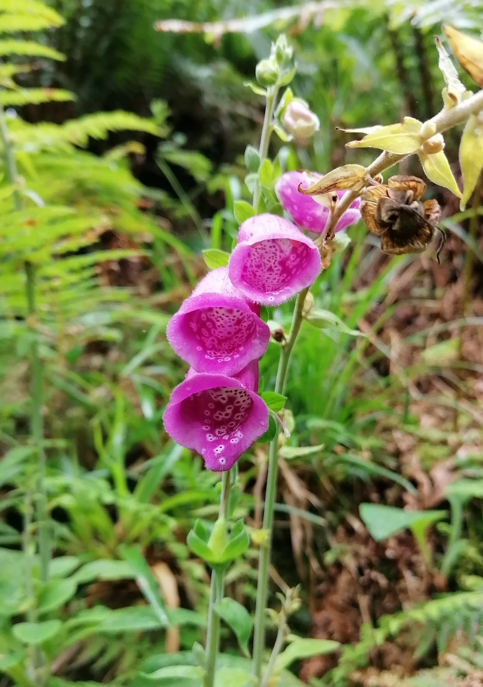 Common Foxglove (Digitalis Purpurea) — Flowers appear in late spring to early summer, attracting bees and hummingbirds; which can lead to naturalization in the