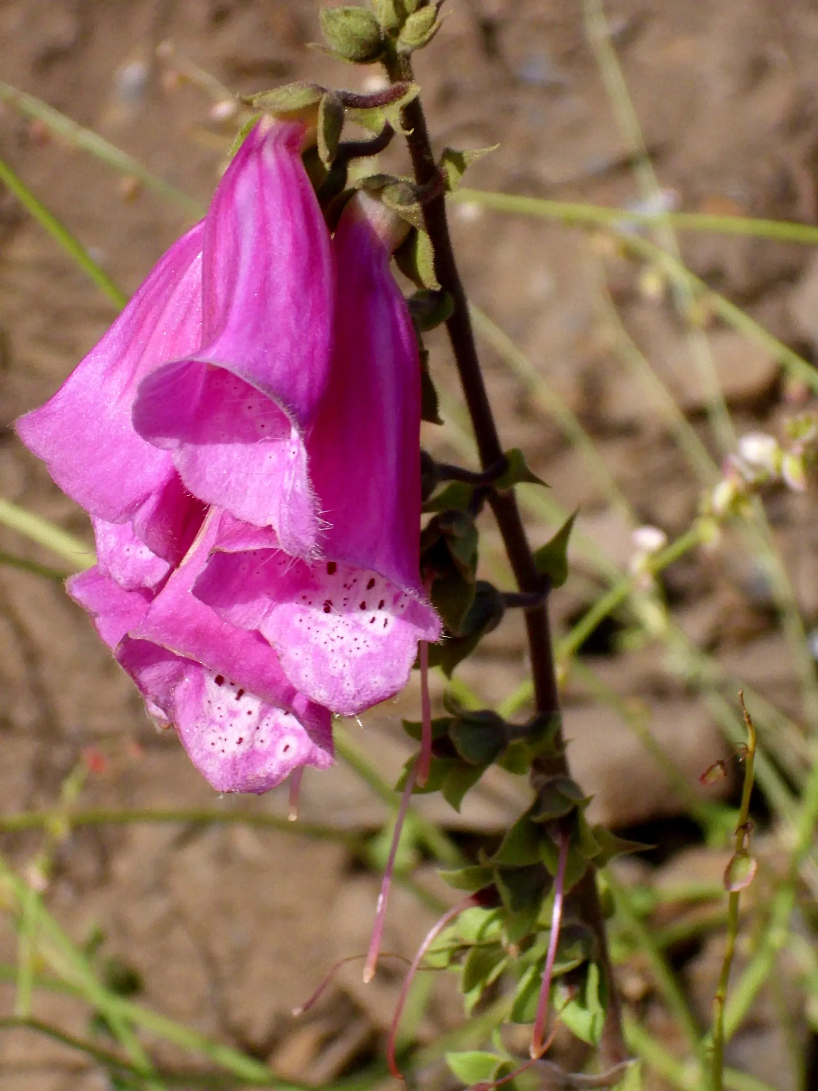 Common Foxglove (Digitalis Purpurea) — their towering flower spikes provide excellent vertical structure and are a magnet for pollinators; place, image 73