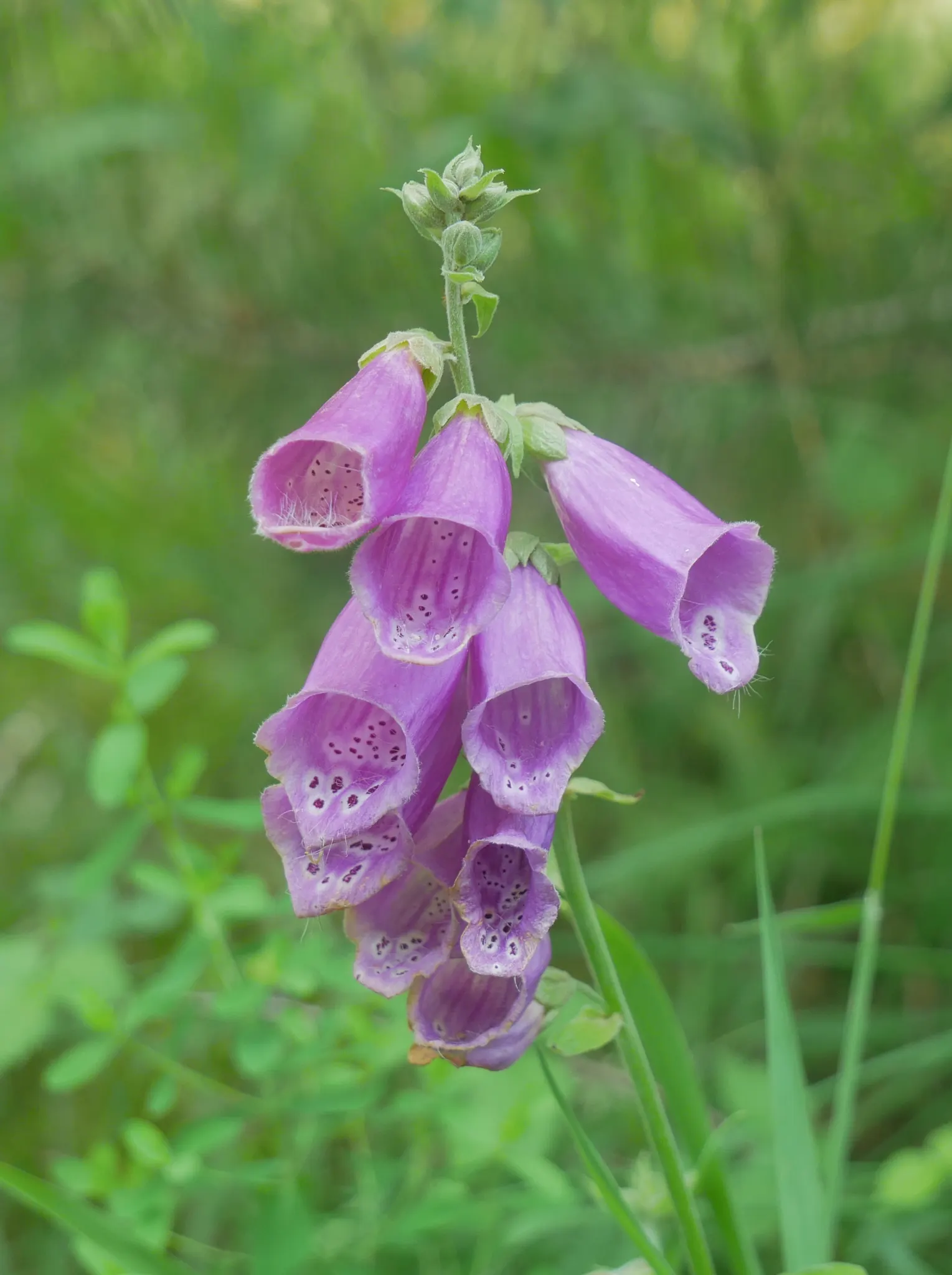 Common Foxglove (Digitalis Purpurea) — which can lead to naturalization in the right conditions
