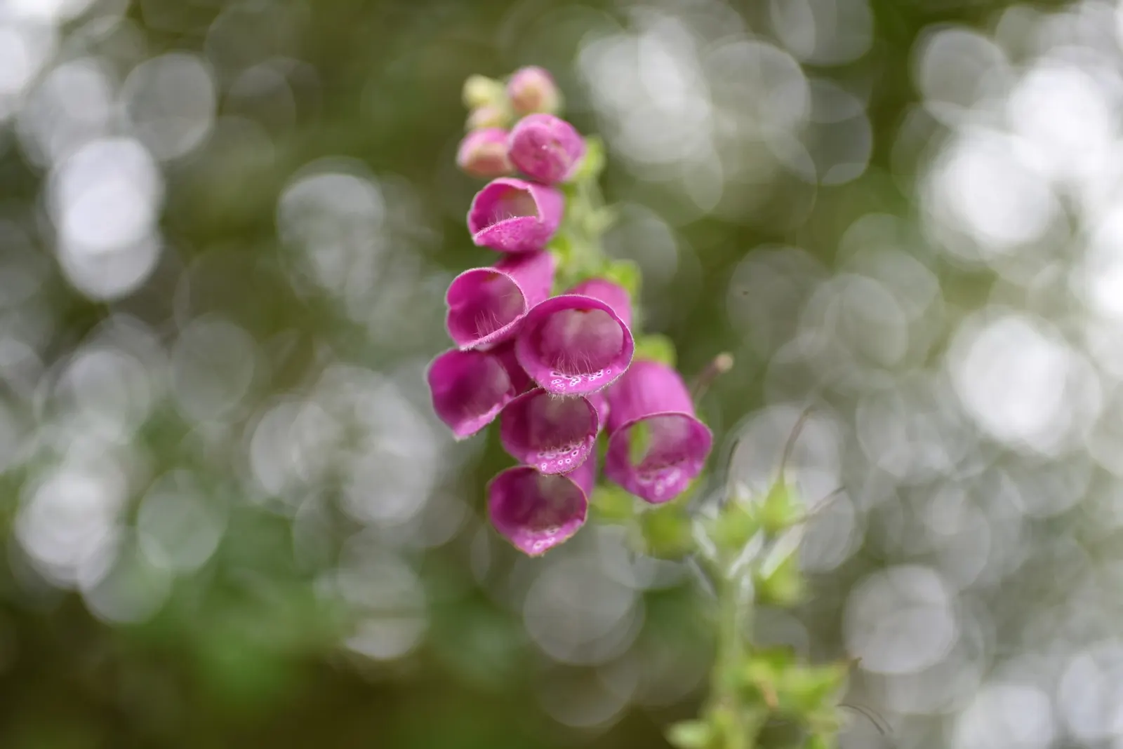 Common Foxglove (Digitalis Purpurea) — Flowers appear in late spring to early summer, attracting bees and hummingbirds; which can lead to, image 84