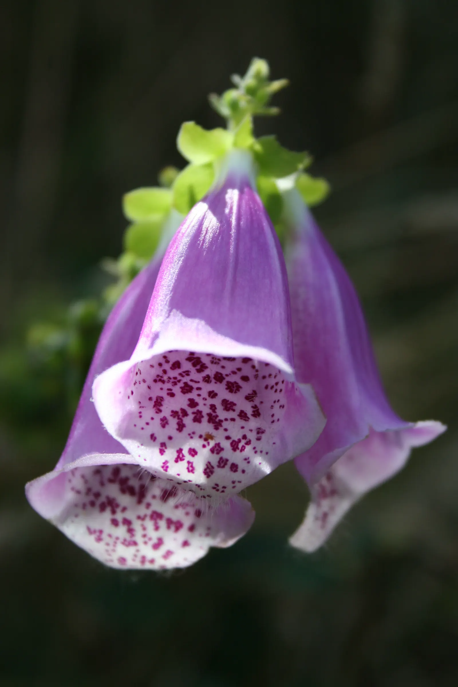 Common Foxglove (Digitalis Purpurea) — Flowers appear in late spring to early summer, attracting bees and hummingbirds