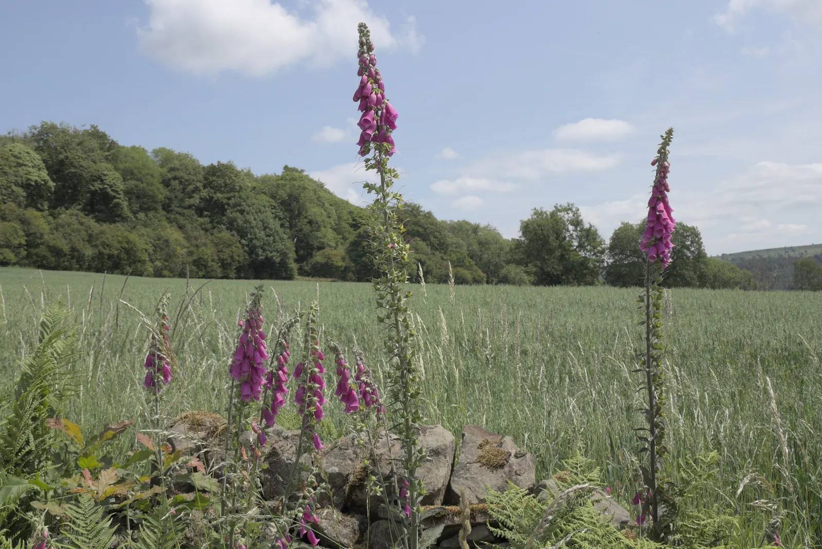Common Foxglove (Digitalis Purpurea) — It boasts tall spikes adorned with tubular blooms in shades of purple-pink and white, with speckled throats, image 83