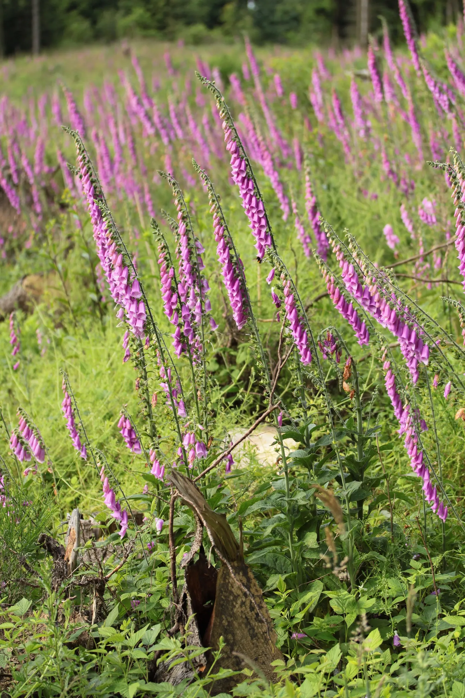 Common Foxglove (Digitalis Purpurea) — so caution should be taken if placed in areas frequented by children or pets