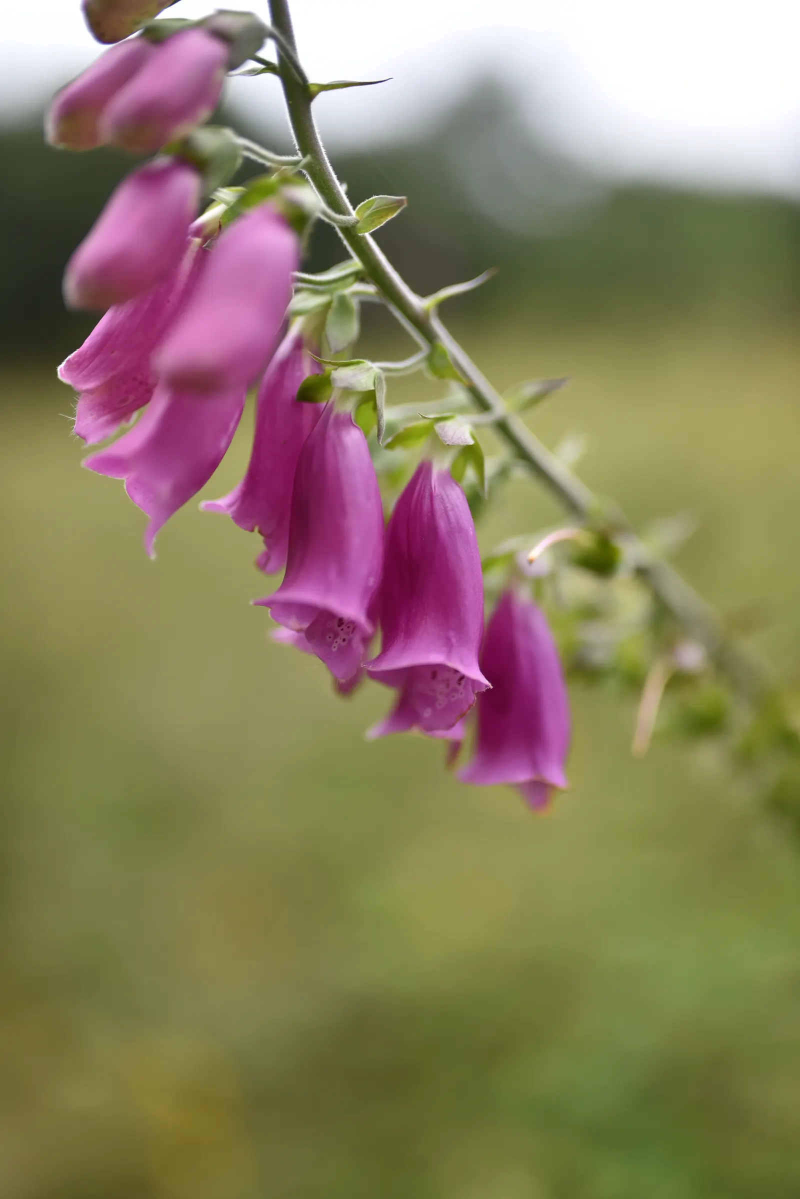 Common Foxglove (Digitalis Purpurea) — With its stately presence and rustic charm; flowers appear in late spring to early summer, attracting bees, image 105