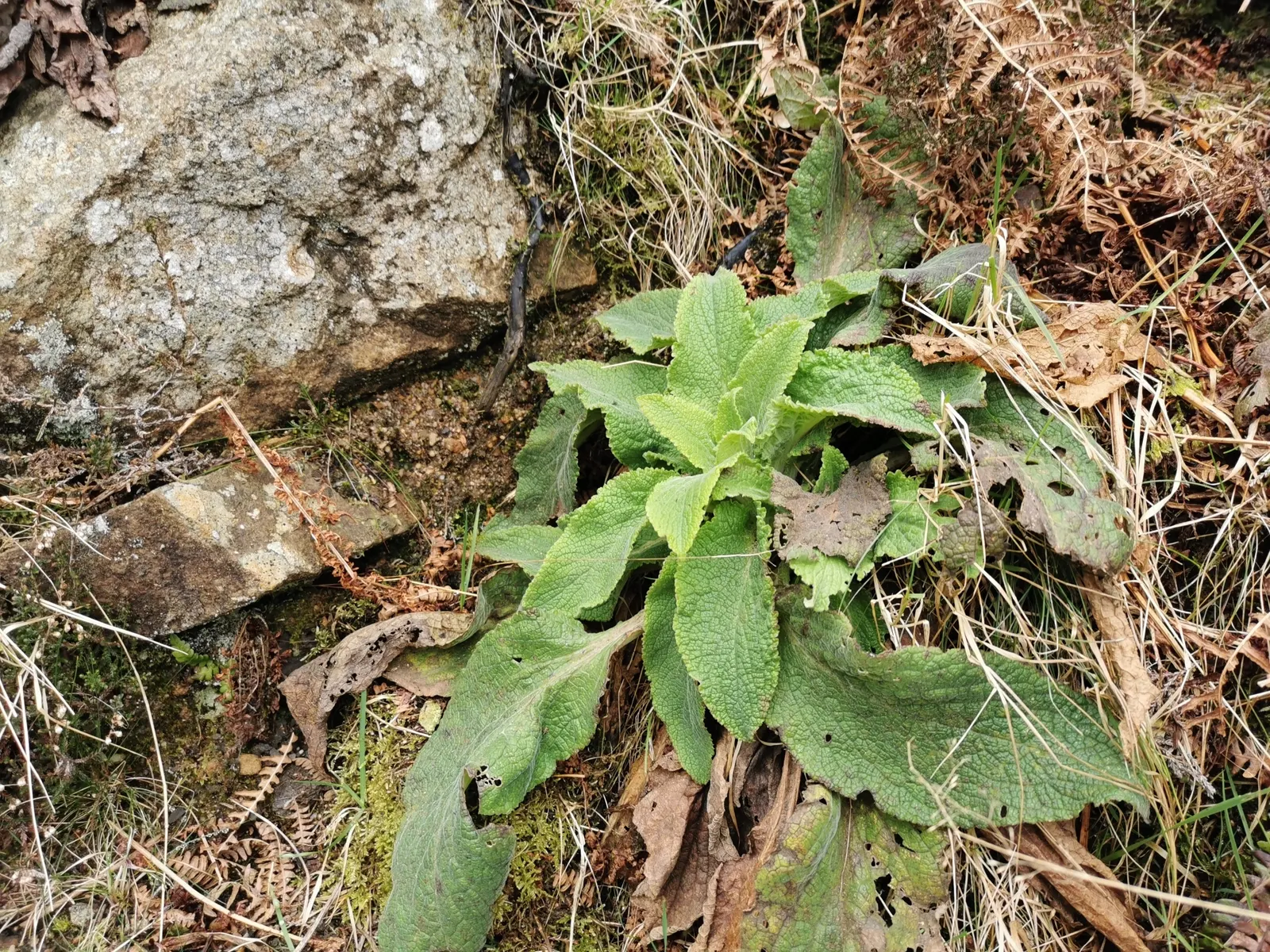 Common Foxglove (Digitalis Purpurea) — Toxic if ingested‚Äîan important consideration for pet-friendly gardens, image 113