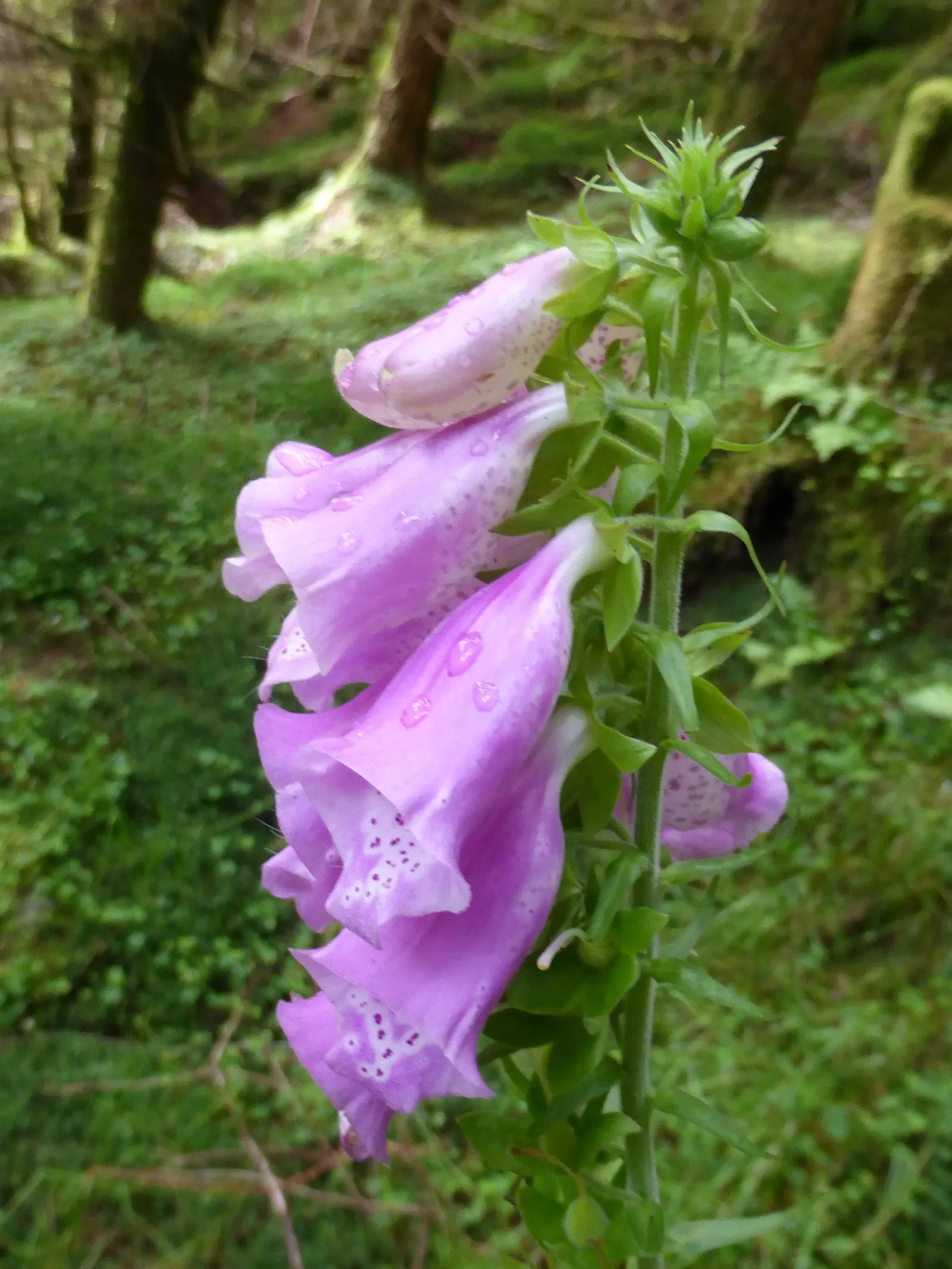 Common Foxglove (Digitalis Purpurea) — Flowers appear in late spring to early summer, attracting bees and hummingbirds; which can lead to, image 57