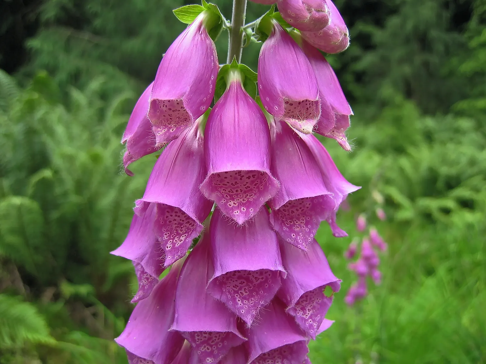 Common Foxglove (Digitalis Purpurea) — perennial for half; with its stately presence and rustic charm