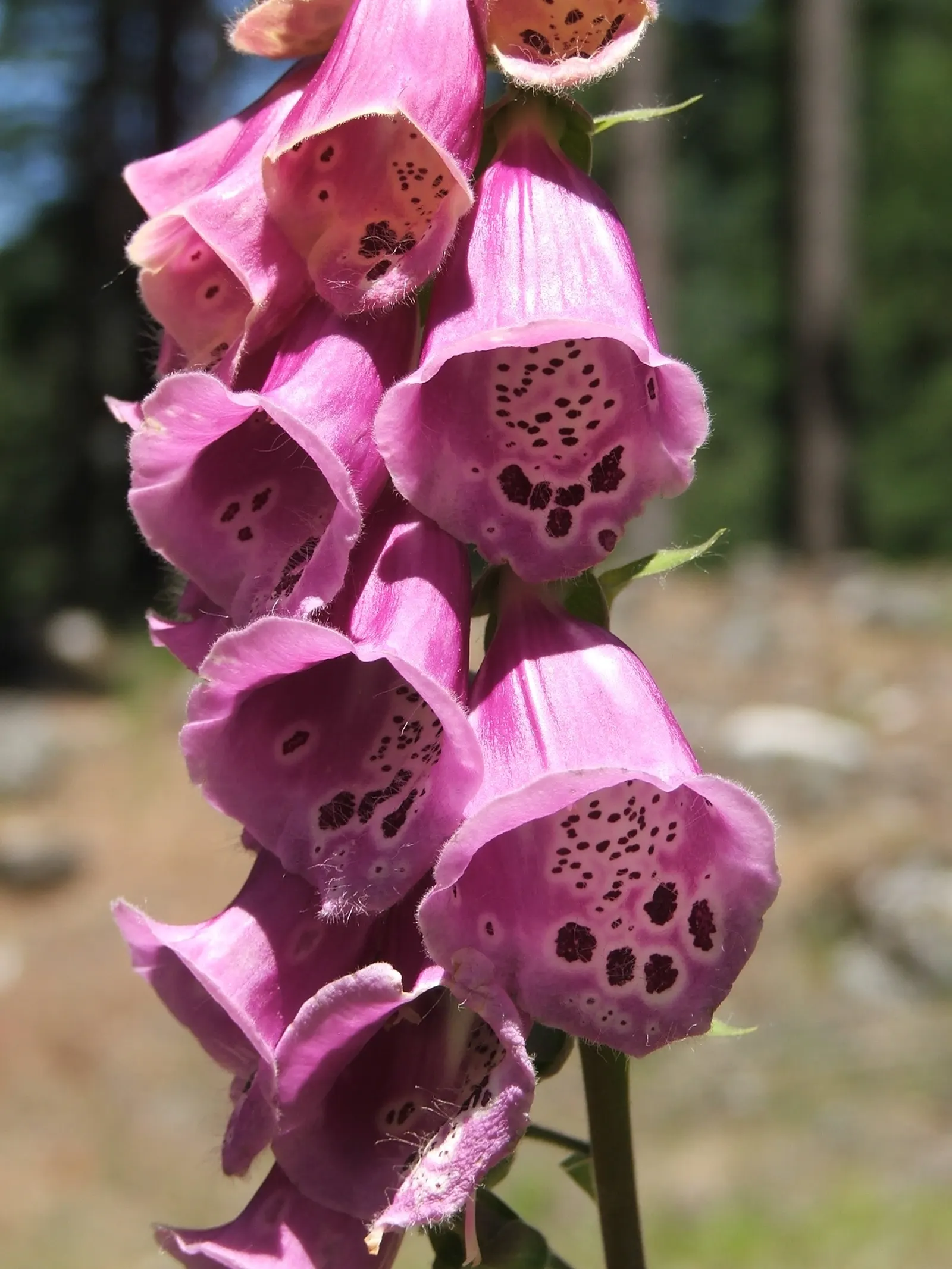 Common Foxglove (Digitalis Purpurea) — is an enchanting biennial that brings vertical drama and a touch of wilderness to any garden setting; their, image 142