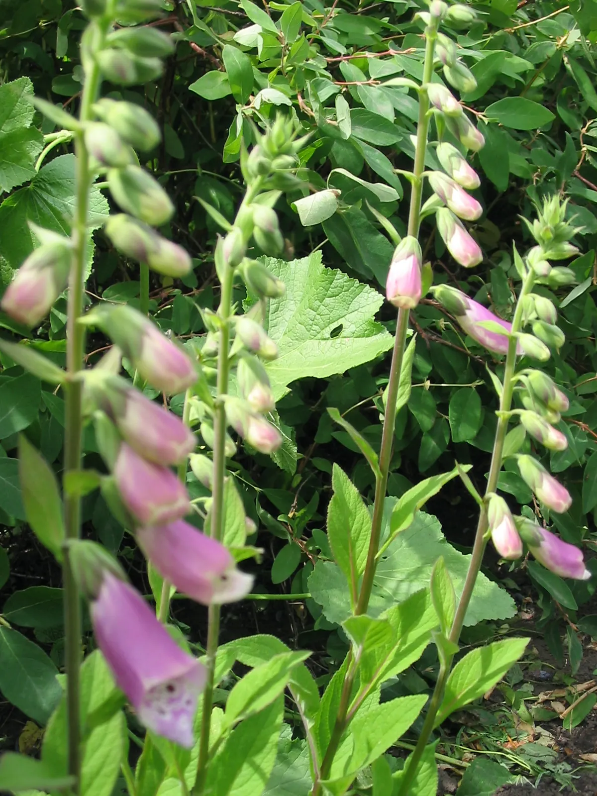 Common Foxglove (Digitalis Purpurea) — enhancing biodiversity within the garden ecosystem.<br><br>When planning a landscape; and spreading, image 129