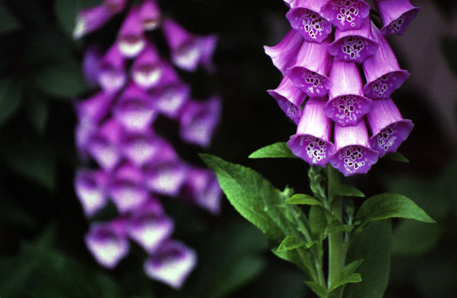 Common Foxglove (Digitalis Purpurea) — Toxic if ingested‚Äîan important consideration for pet-friendly gardens, image 86