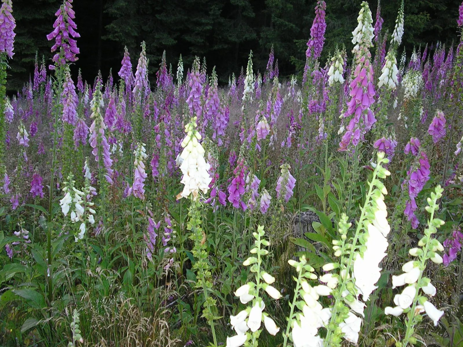 Common Foxglove (Digitalis Purpurea) — spiky racemes of tubular flowers which blossom in early to mid-summer; particularly bees and hummingbirds, image 92