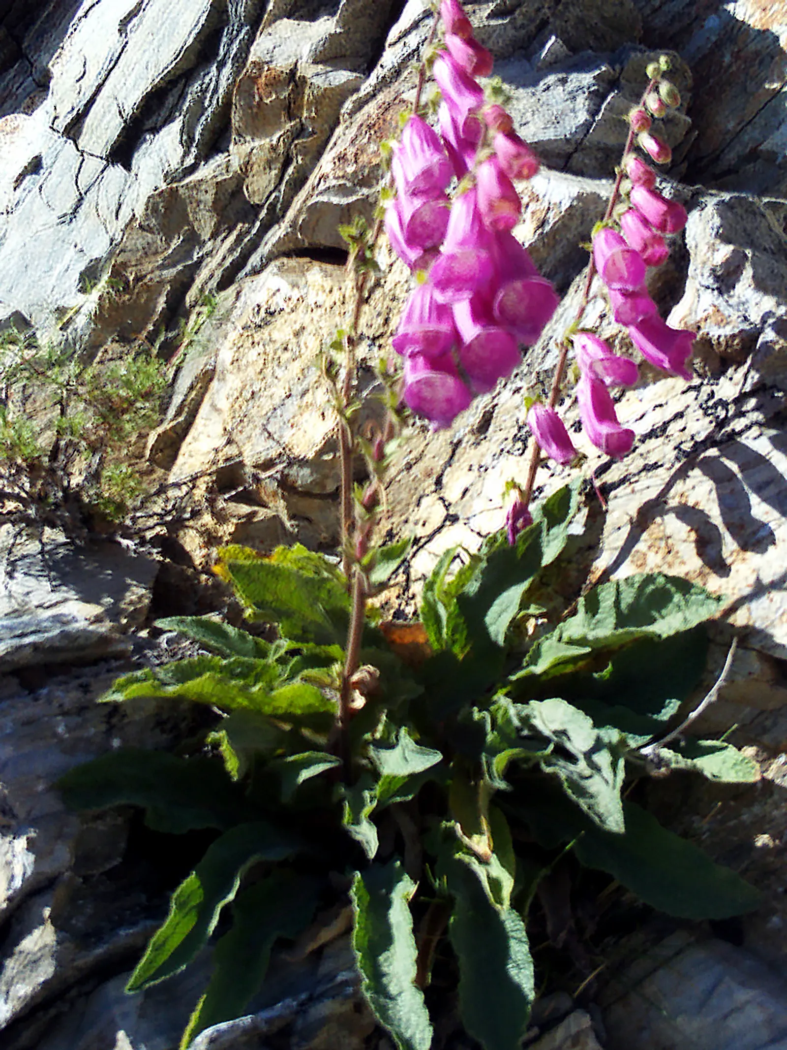 Common Foxglove (Digitalis Purpurea) — Utilize as a background plant in borders for vertical accent; the flowers are typically a striking, image 114