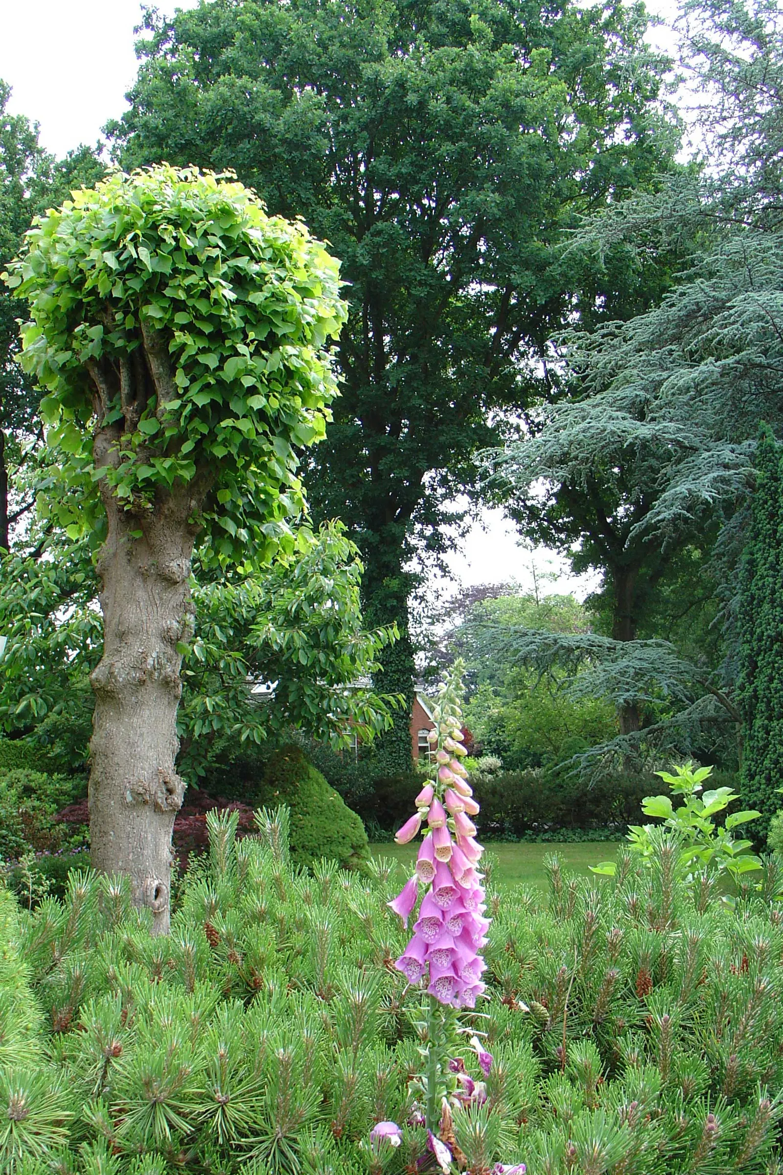 Common Foxglove (Digitalis Purpurea) — Deadheading will encourage a second bloom and prevent self-seeding