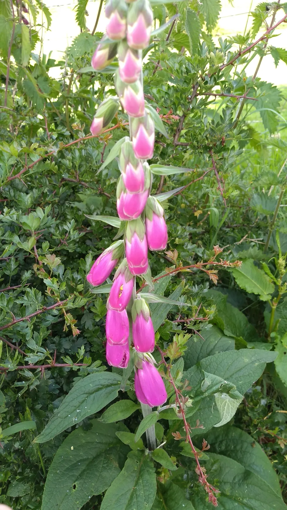 Common Foxglove (Digitalis Purpurea) — so caution should be taken if placed in areas frequented by children or pets; digitalis purpurea, or Common, image 97