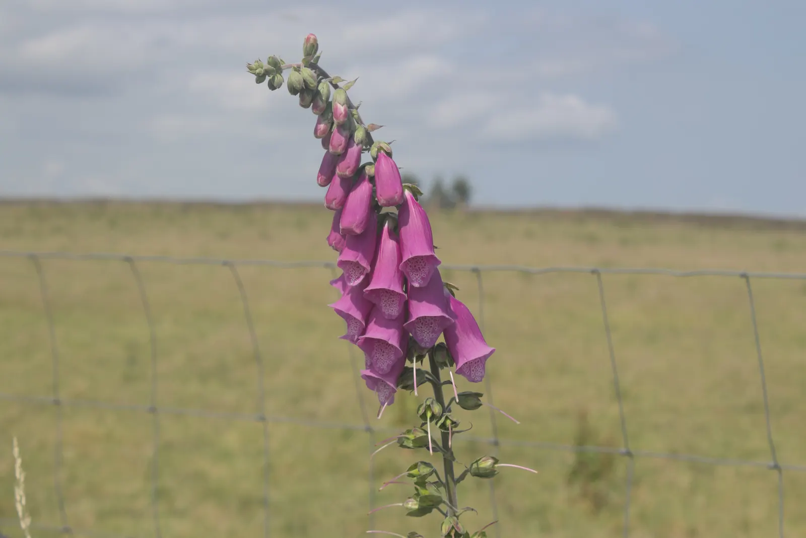 Common Foxglove (Digitalis Purpurea) — enhancing biodiversity within the garden ecosystem.<br><br>When planning a landscape; and spreading approximately 10 to