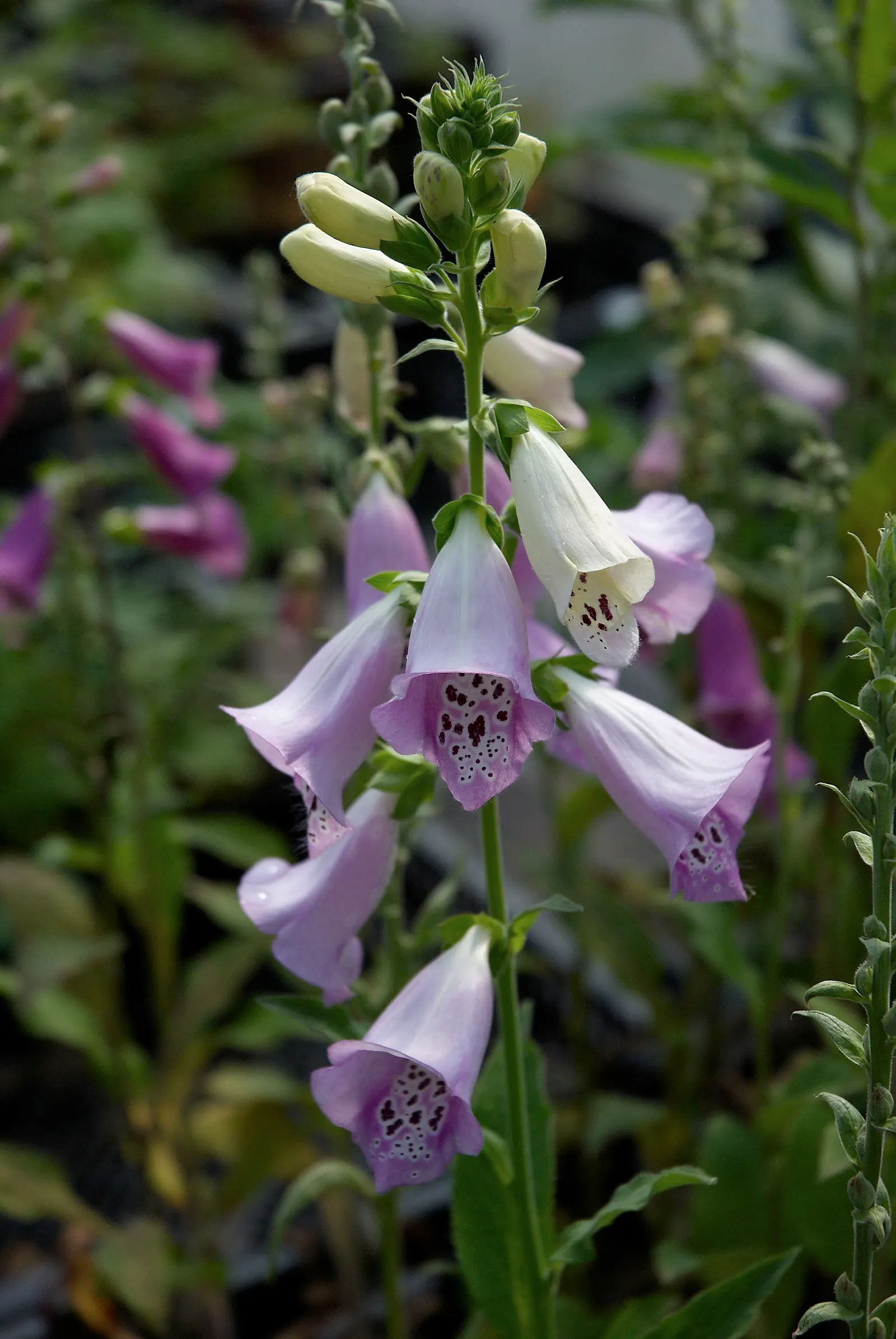 Common Foxglove (Digitalis Purpurea) — particularly bees and hummingbirds; it boasts tall spikes adorned with tubular blooms in shades of purple-pink and