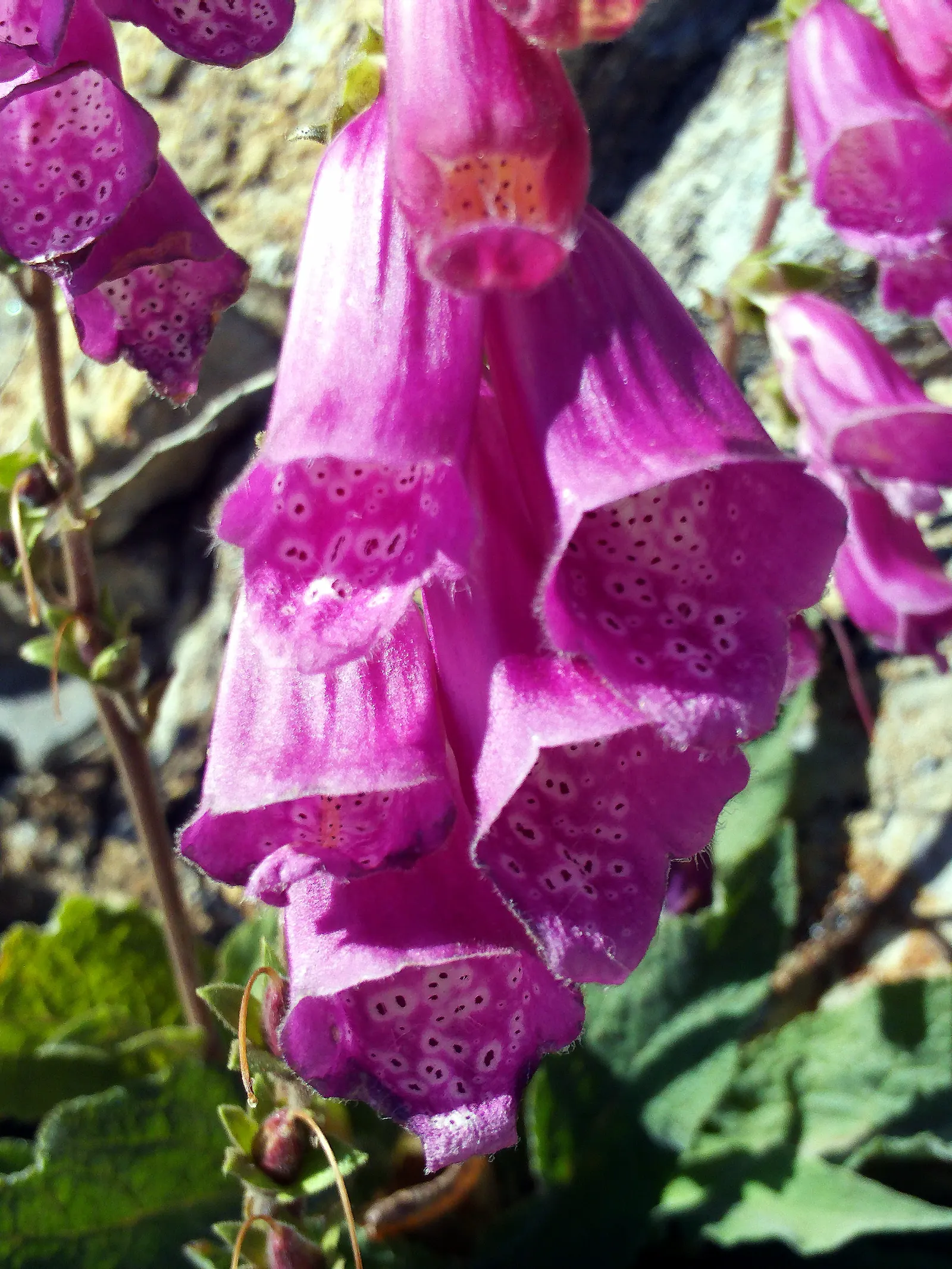 Common Foxglove (Digitalis Purpurea) — they will benefit from regular watering during prolonged dry spells; enhancing biodiversity within the garden, image 69