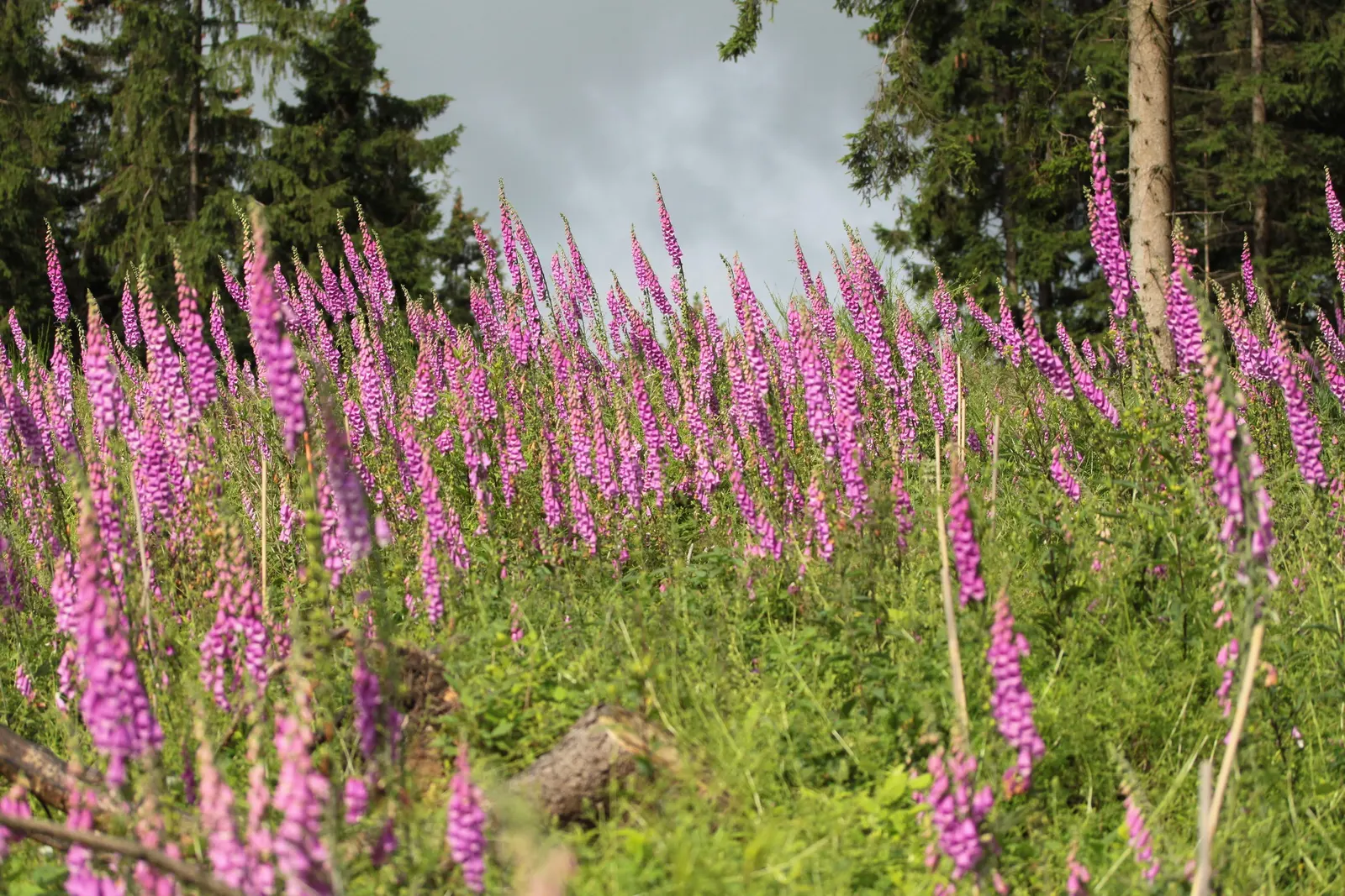 Common Foxglove (Digitalis Purpurea) — They pair well with ferns, hostas, and other shade-loving perennials