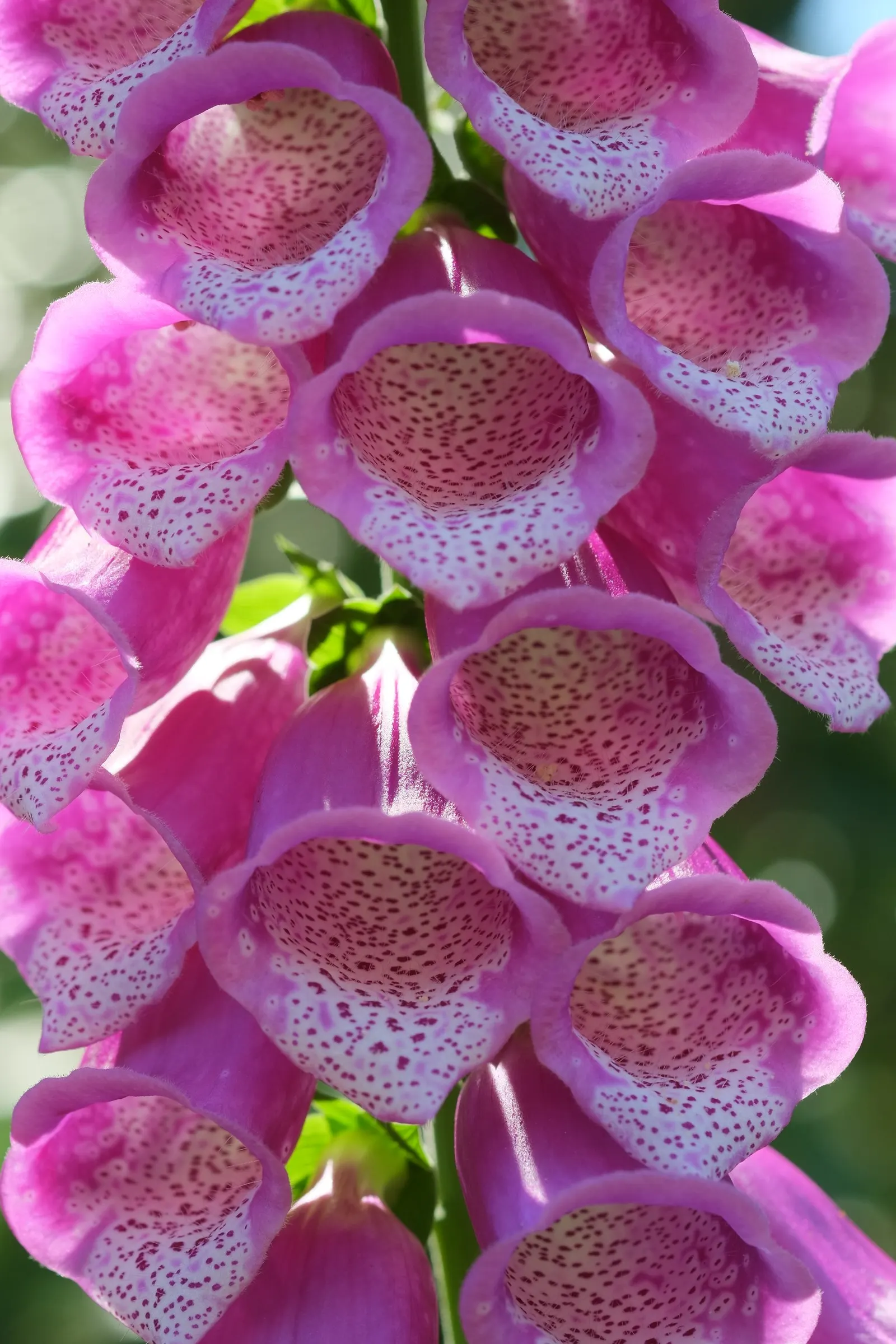 Common Foxglove (Digitalis Purpurea) — place foxgloves in the mid to back borders for a visually striking backdrop; so caution should be taken if, image 130