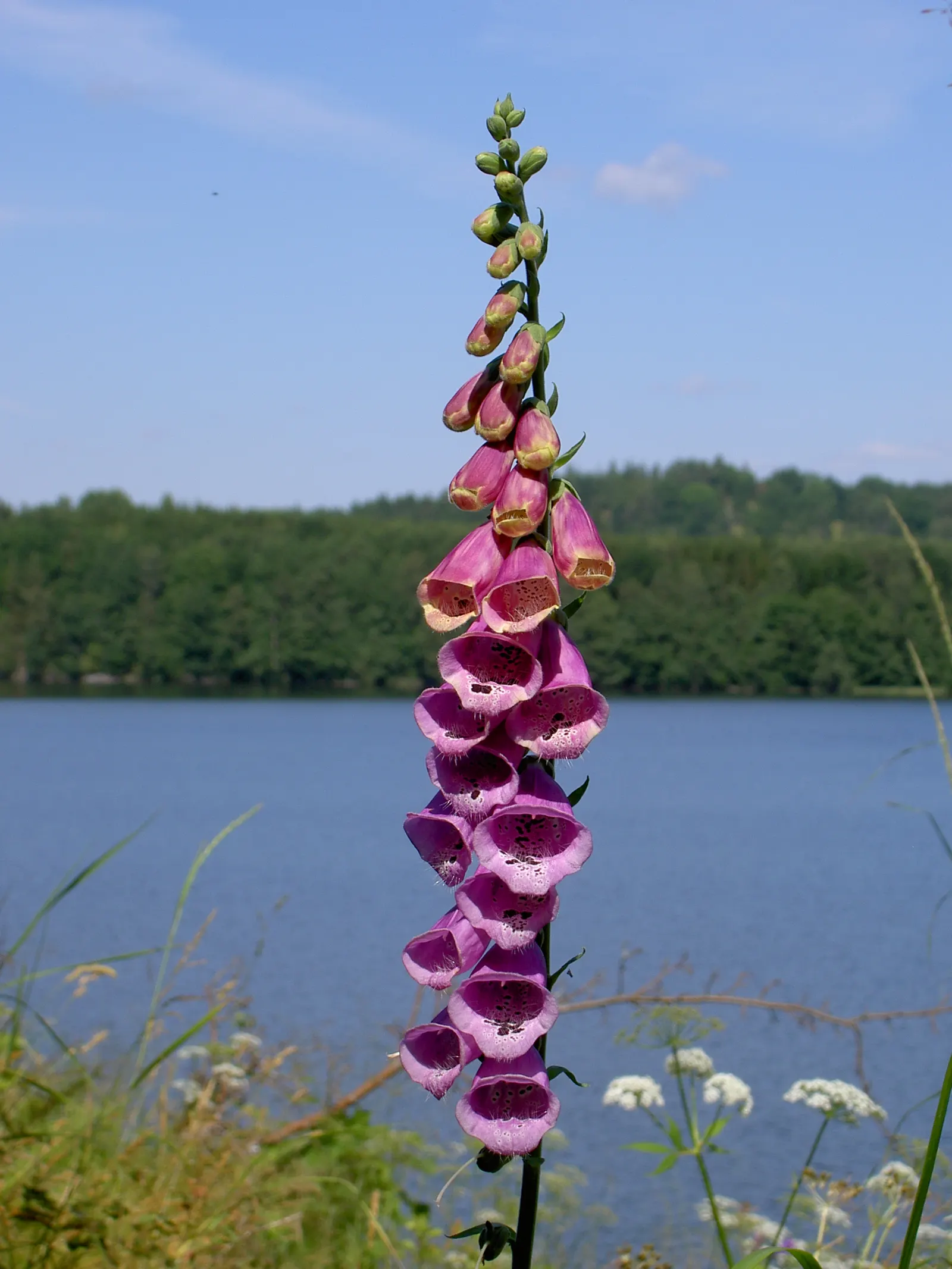 Common Foxglove (Digitalis Purpurea) — is an enchanting biennial that brings vertical drama and a touch of wilderness to any garden setting; their, image 61