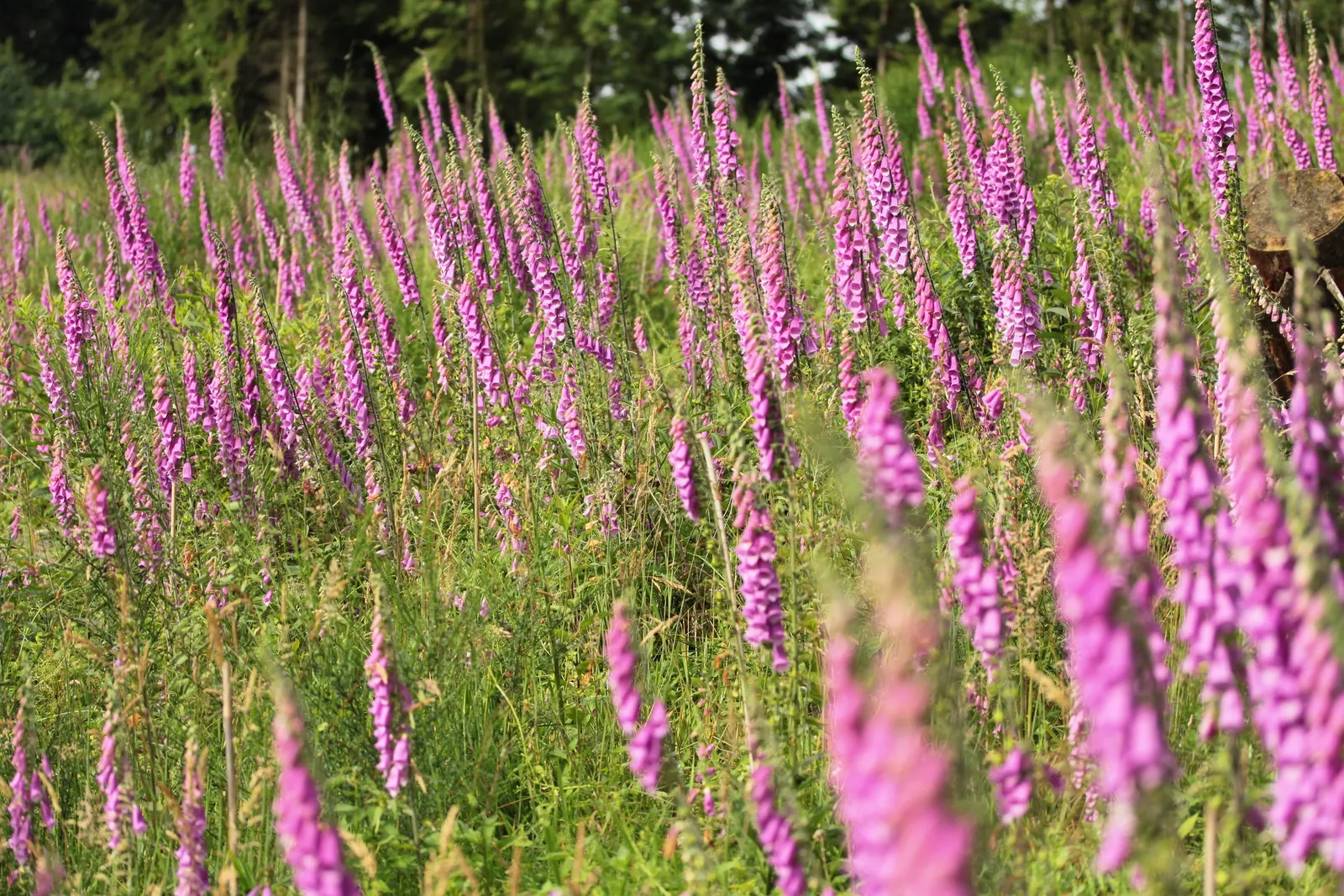 Common Foxglove (Digitalis Purpurea) — is an enchanting biennial that brings vertical drama and a touch of wilderness to any garden setting; their, image 115