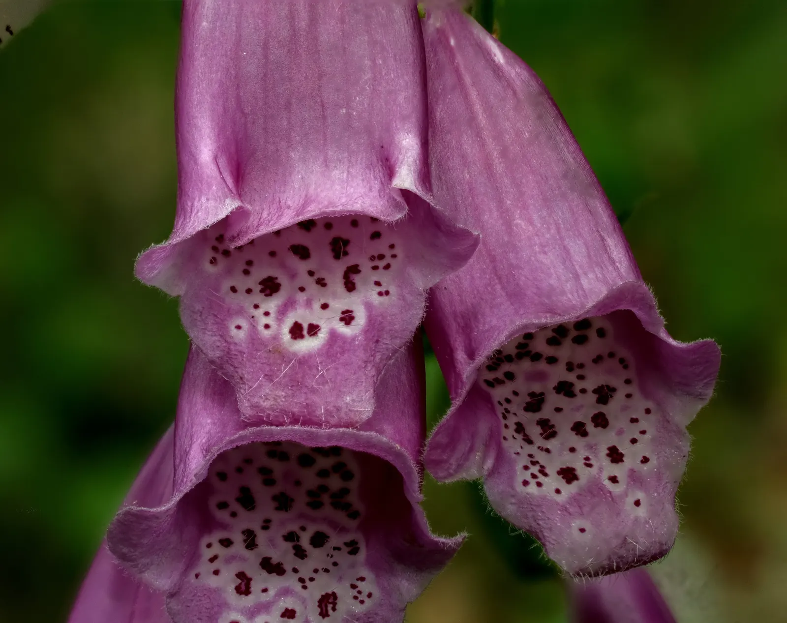 Common Foxglove (Digitalis Purpurea) — With its stately presence and rustic charm