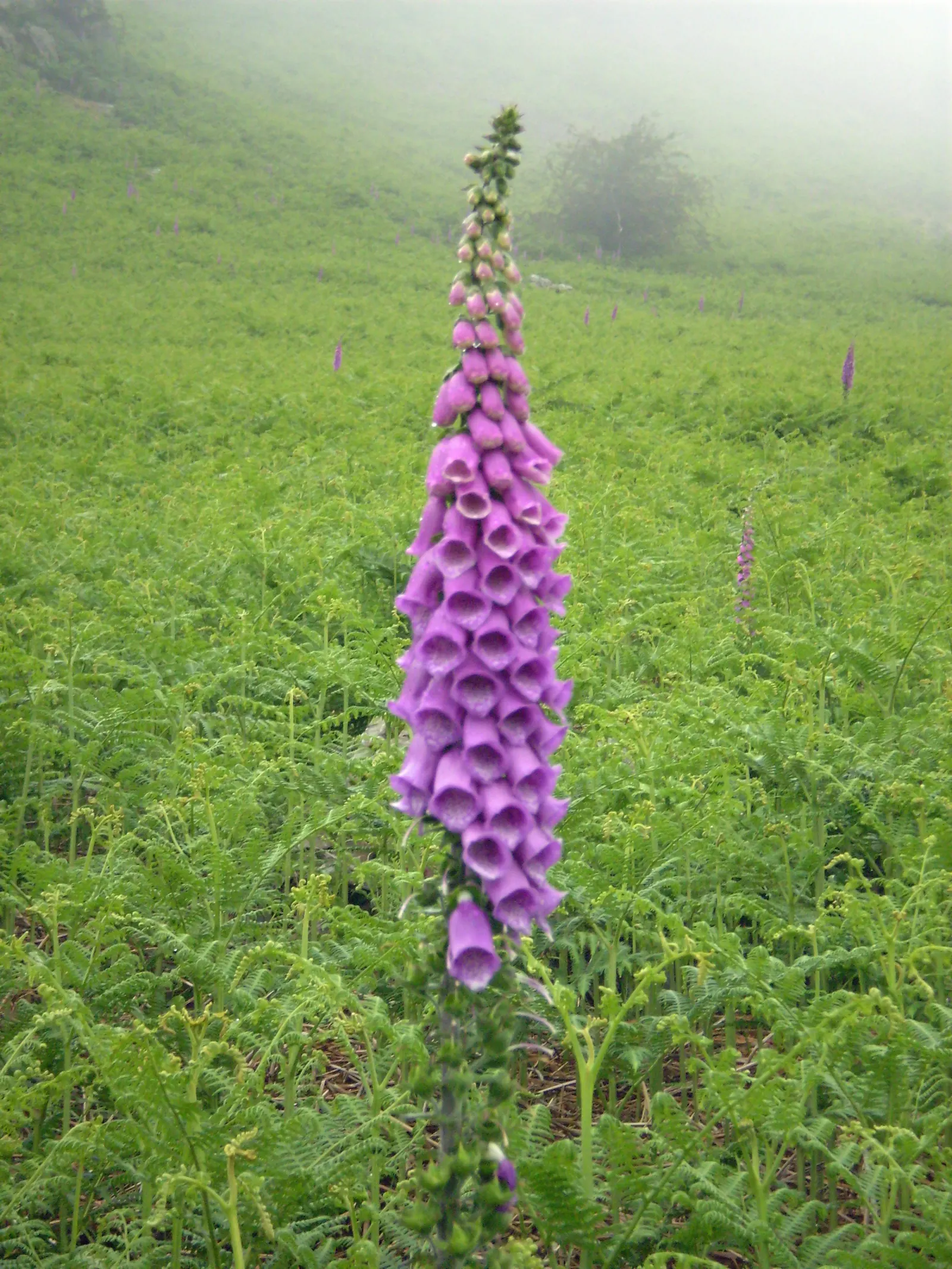 Common Foxglove (Digitalis Purpurea) — It boasts tall spikes adorned with tubular blooms in shades of purple-pink and white, with speckled throats