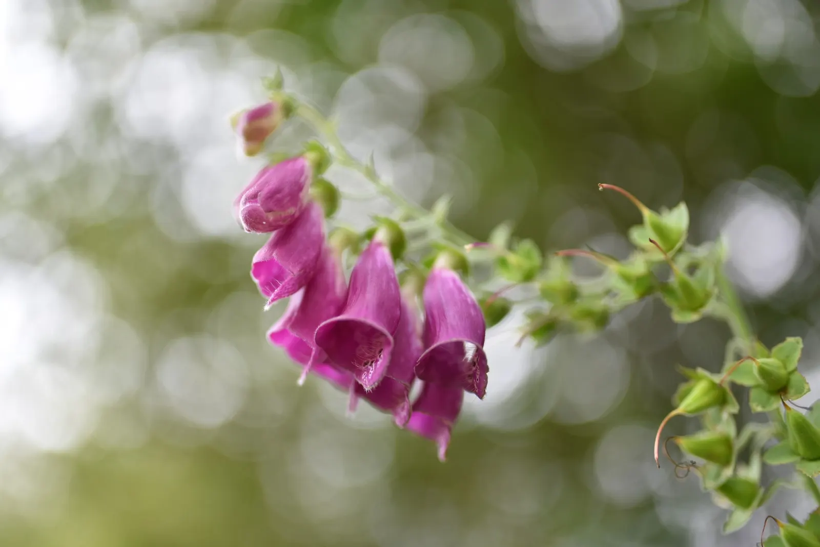 Common Foxglove (Digitalis Purpurea) — humus-rich soil with a slightly acidic to neutral pH; is an enchanting biennial that brings vertical drama, image 121