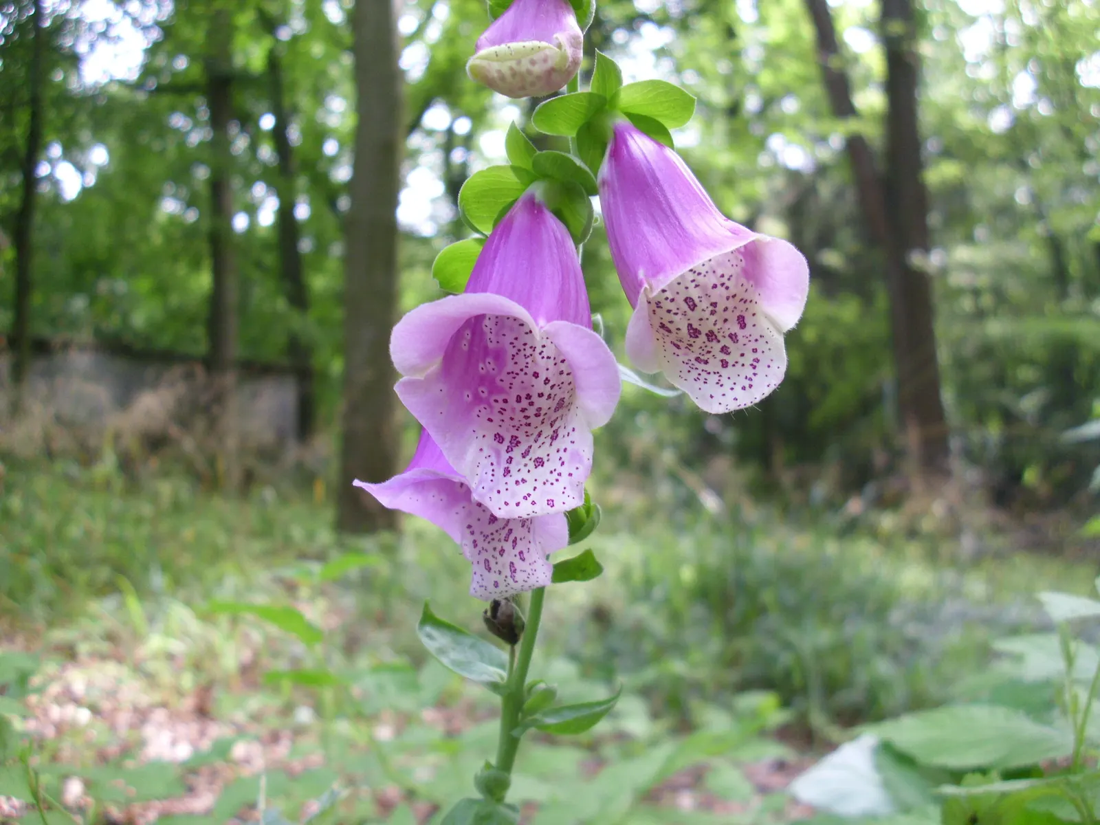 Common Foxglove (Digitalis Purpurea) — enhancing biodiversity within the garden ecosystem.<br><br>When planning a landscape